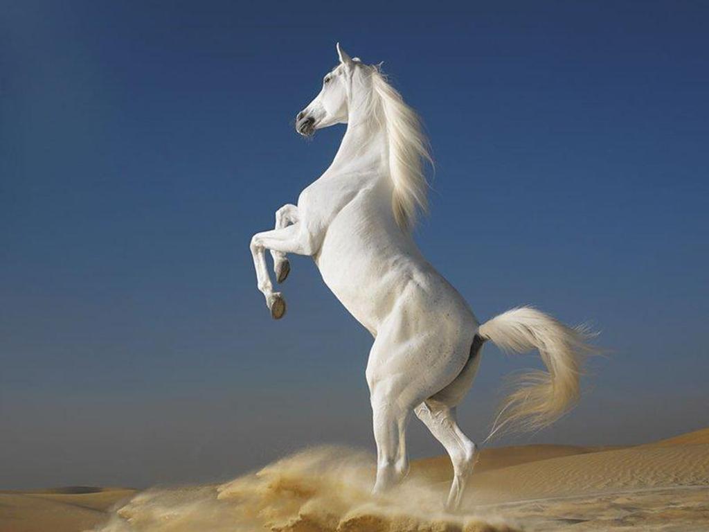Cavallo bianco impennato deserto, 1024x768 HD, PC