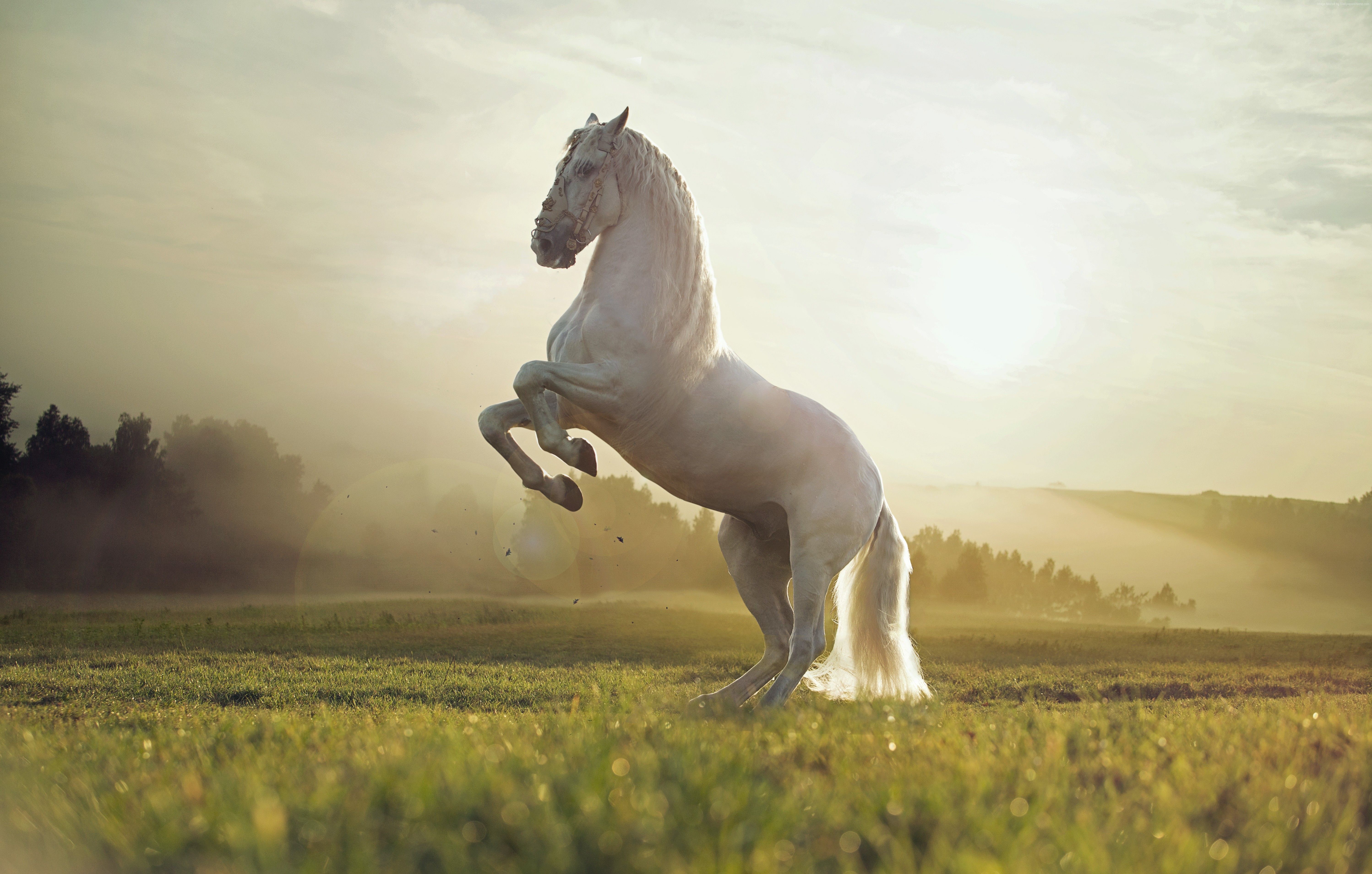 Cavallo bianco impennato tramonto, 5992x3816 Ultra HD, 4K TV