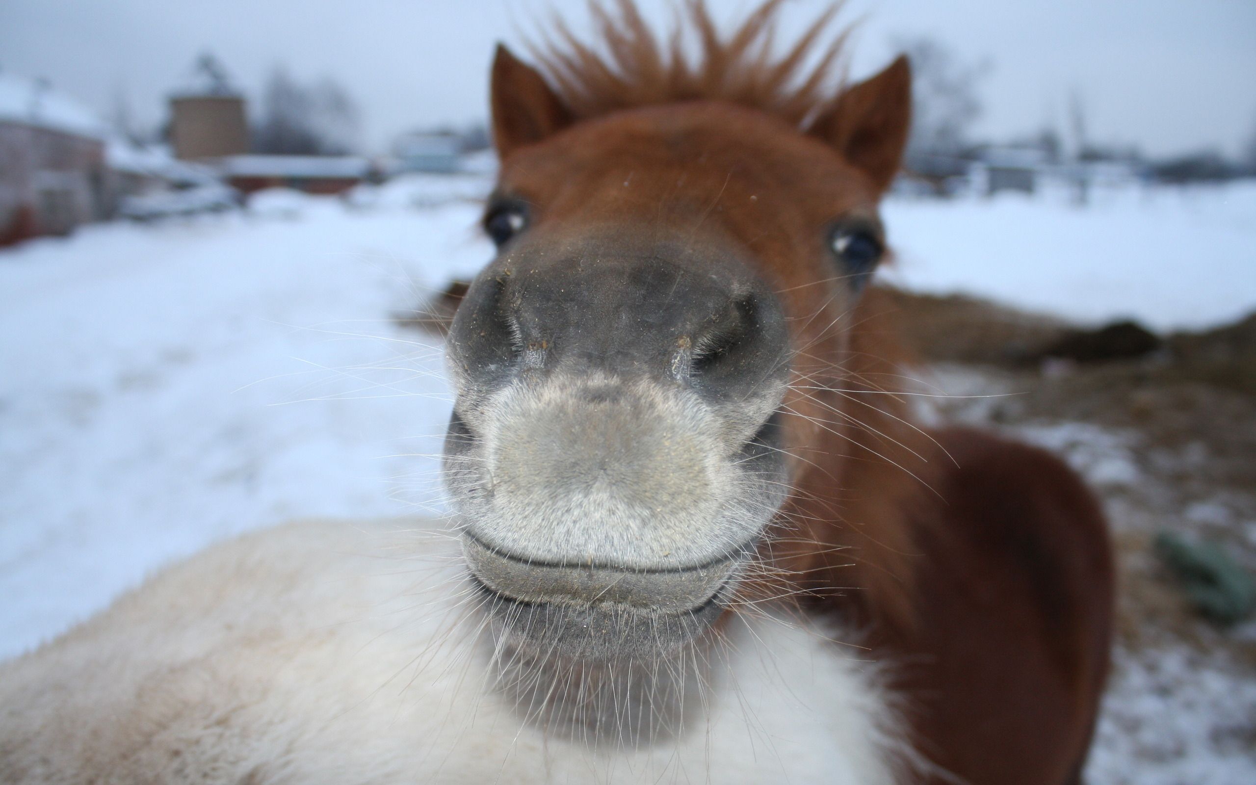 Cavallo marrone nella neve, 2560x1600 WQXGA, Desktop