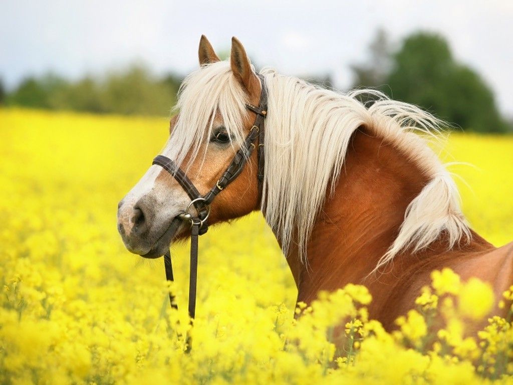 Cavallo in campo di colza, 1024x768 HD, PC Desktop