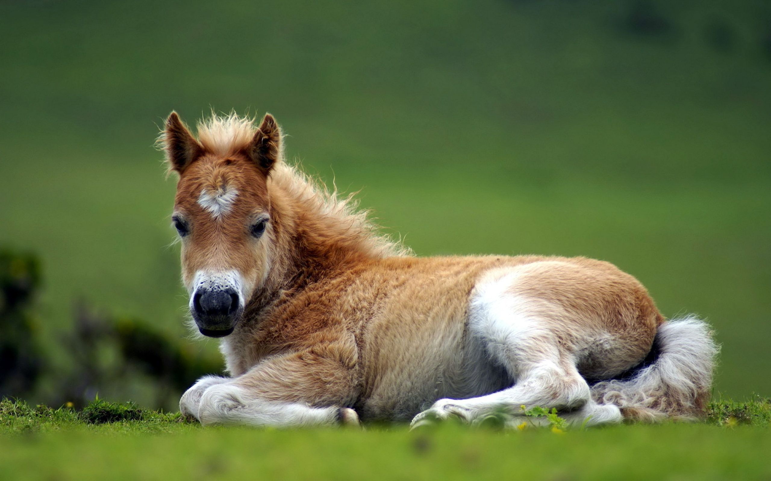 Puledro carino sull'erba, 2560x1600 WQXGA, PC
