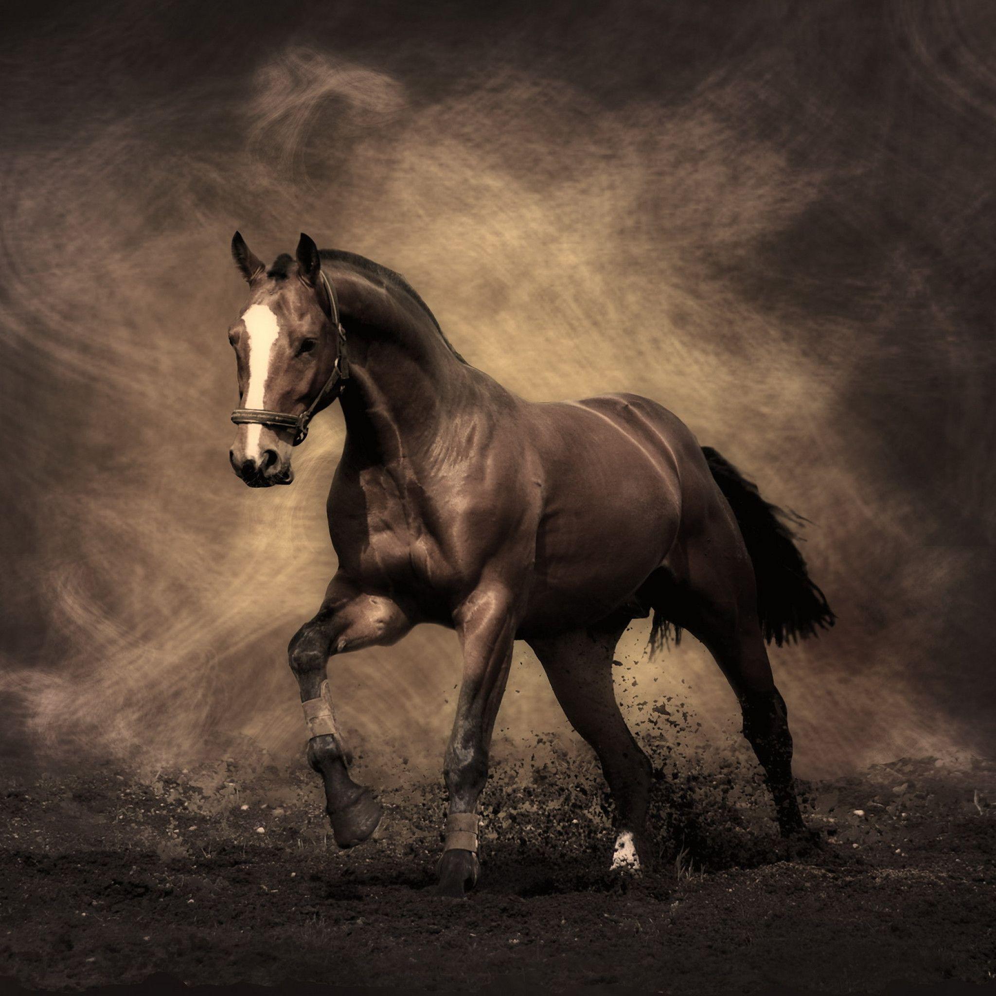 Cavallo marrone in movimento, 2048x2048 Hi-Res, Desktop