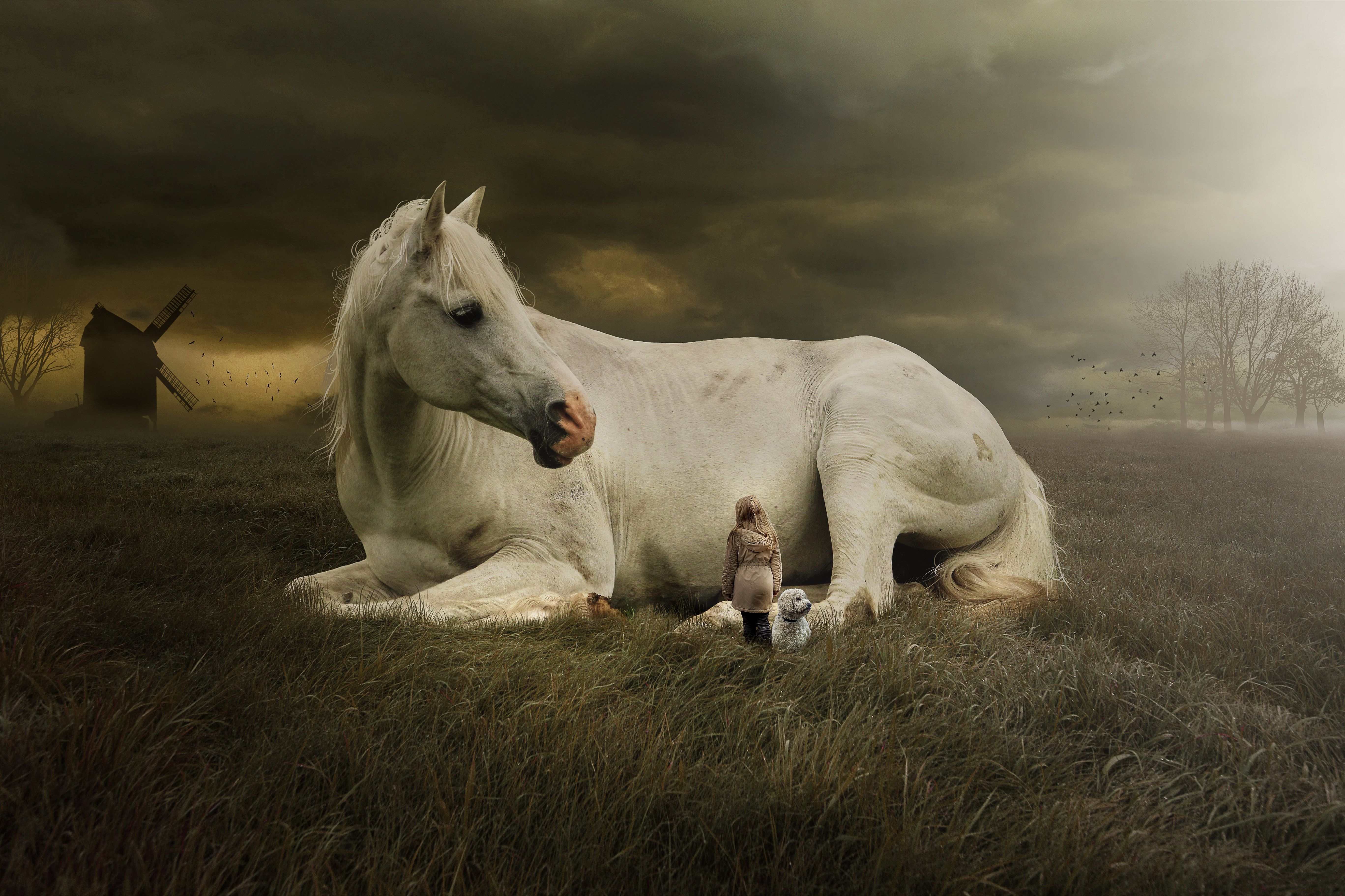 Cavallo bianco disteso su prato, 5472x3648 Ultra HD, 4K TV