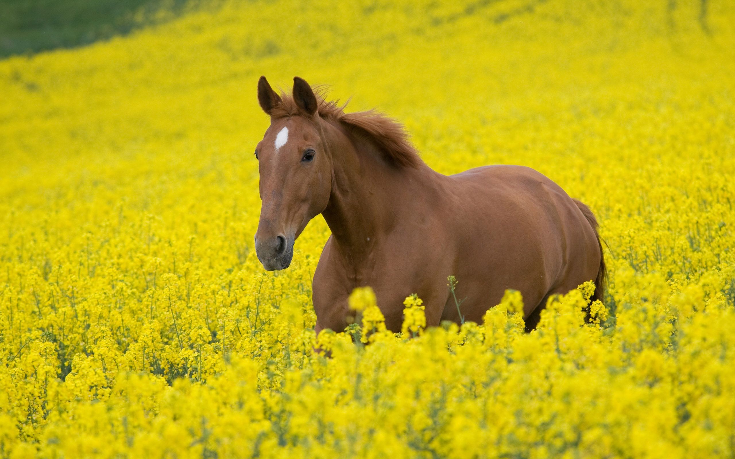 Cavallo marrone in campo giallo, 2560x1600 2K, Desktop