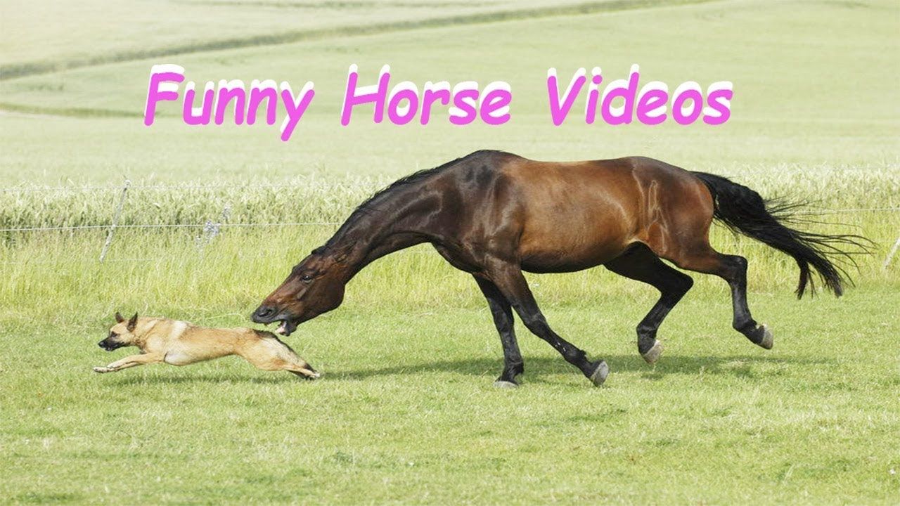 Cavallo e cane nel prato, 1280x720 720p, Laptop