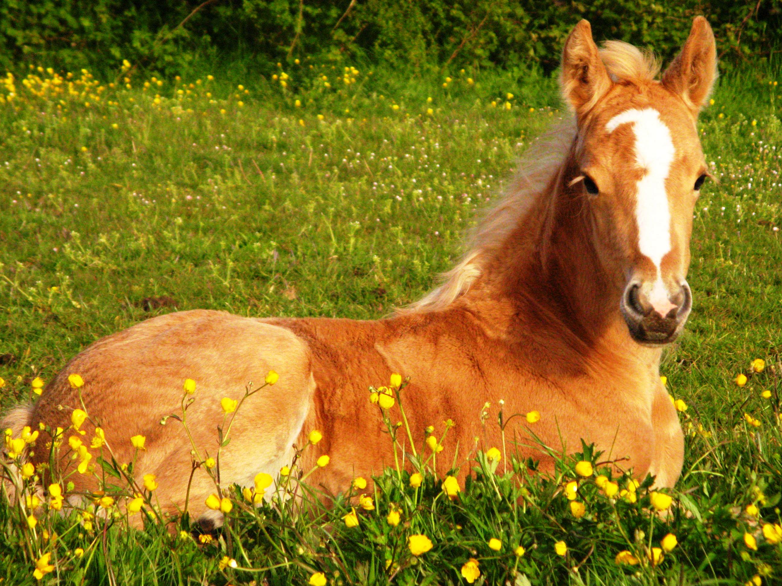 puledro marrone sdraiato nel prato, 2592x1944 2K+, PC
