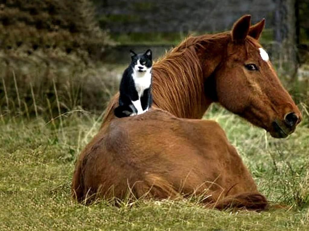 Gatto bianco e nero su cavallo, 1024x768 HD, Desktop