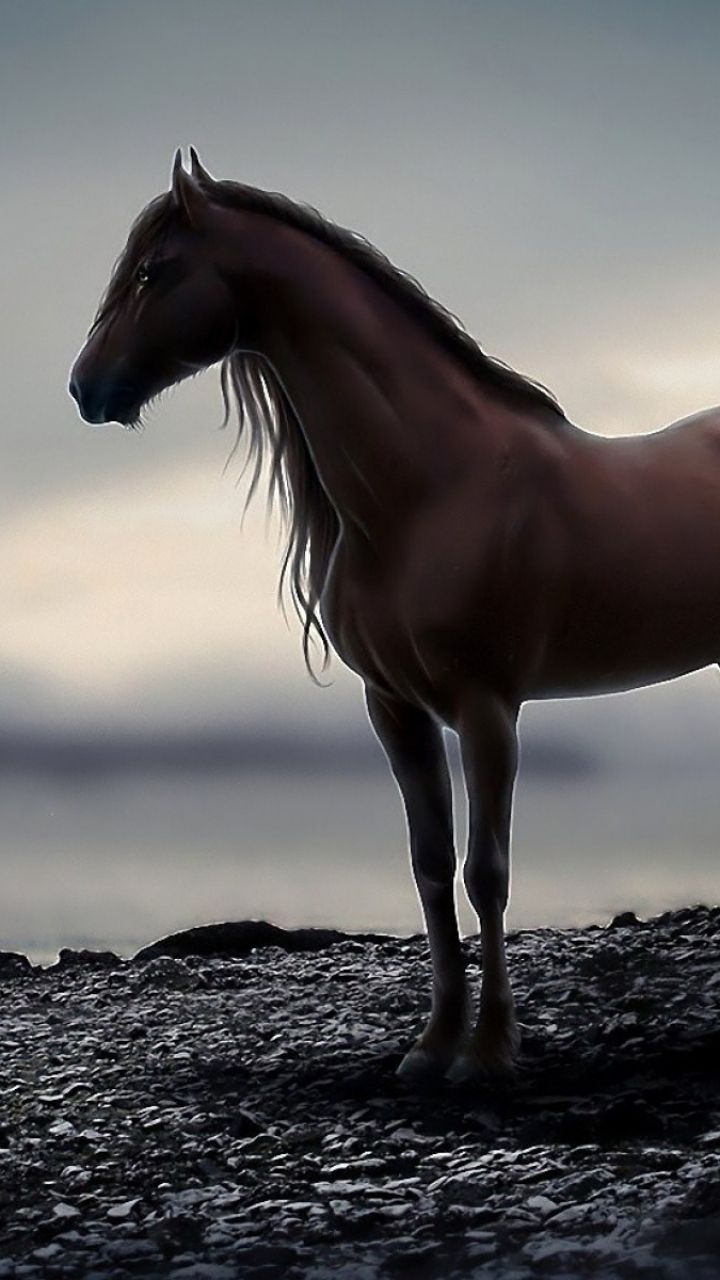 Cavallo marrone in controluce, 720x1280 Full HD Verticale, Samsung Galaxy