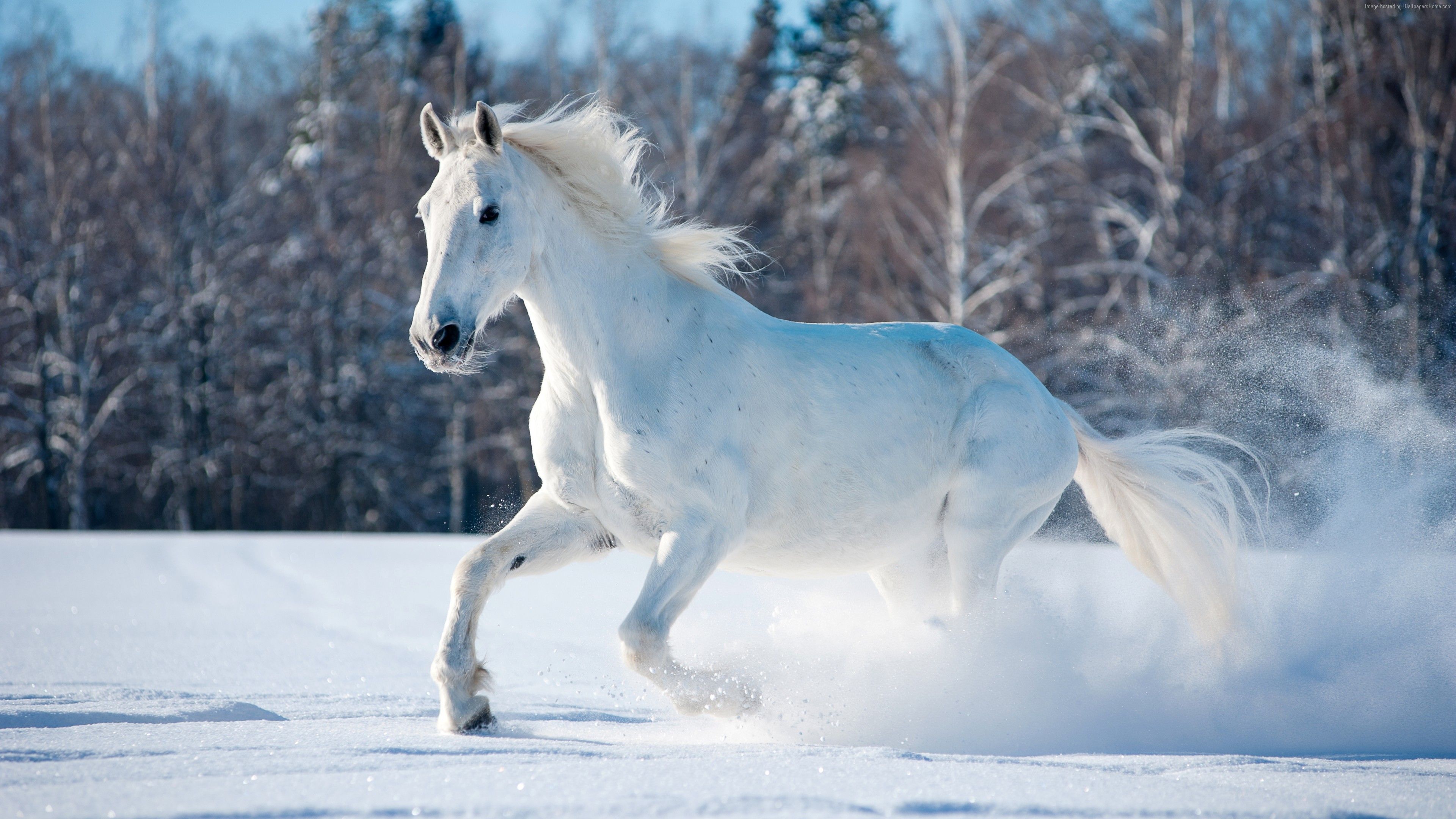 Cavallo bianco nella neve, 3840x2160 Ultra HD, 4K TV