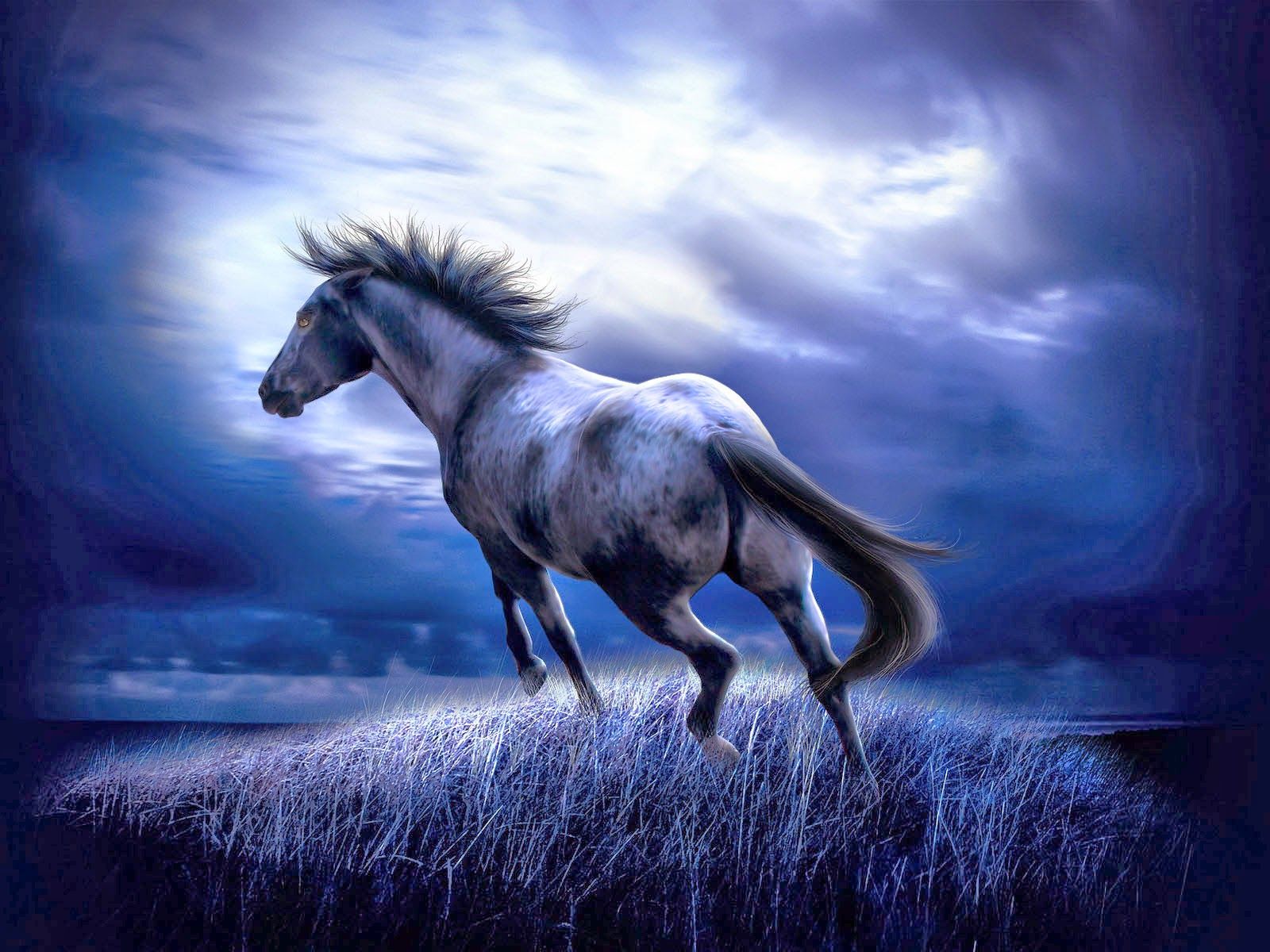 Cavallo bianco al galoppo notturno, 1600x1200 900p, Desktop