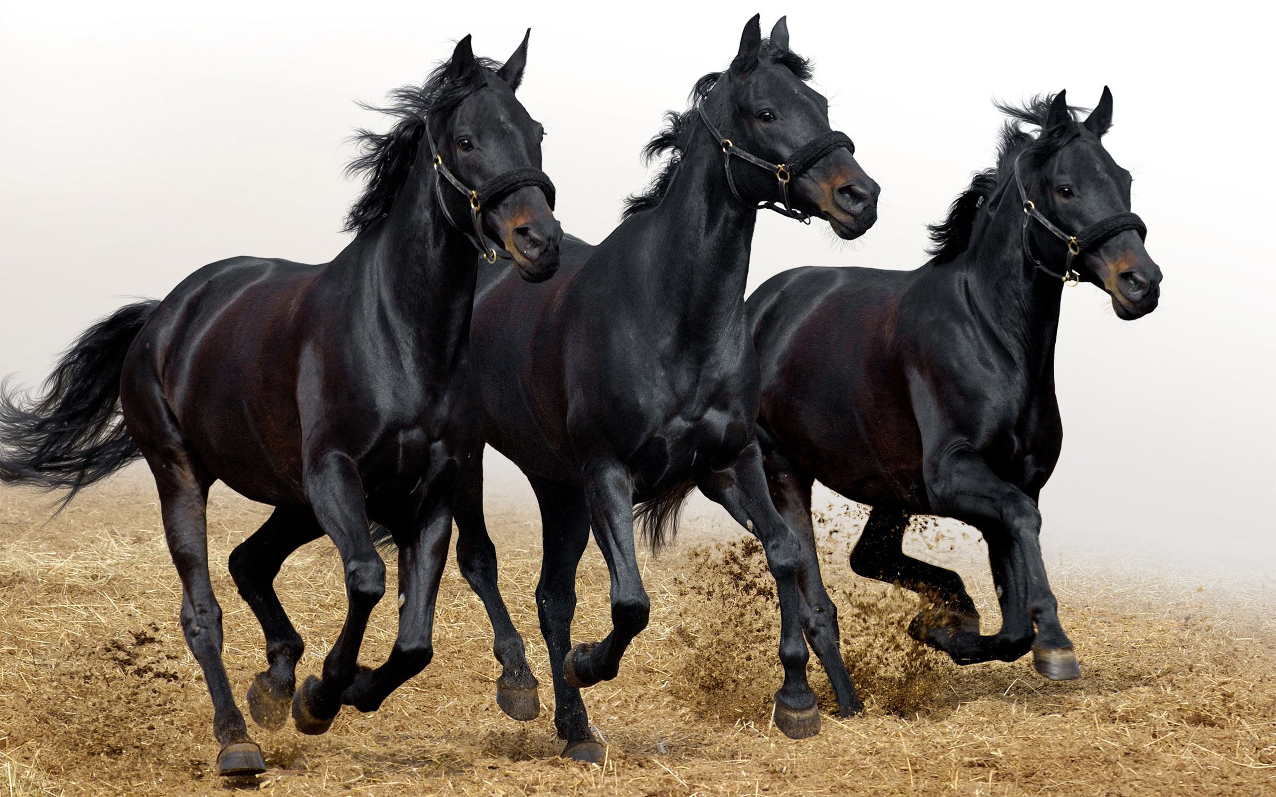 Tre cavalli neri al galoppo, 2560x1600 2K, PC