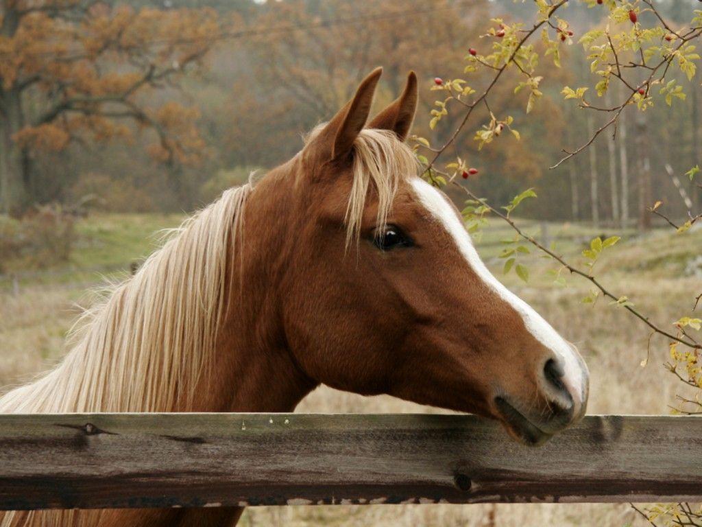 Cavallo marrone dietro recinto, 1024x768 HD, PC Desktop