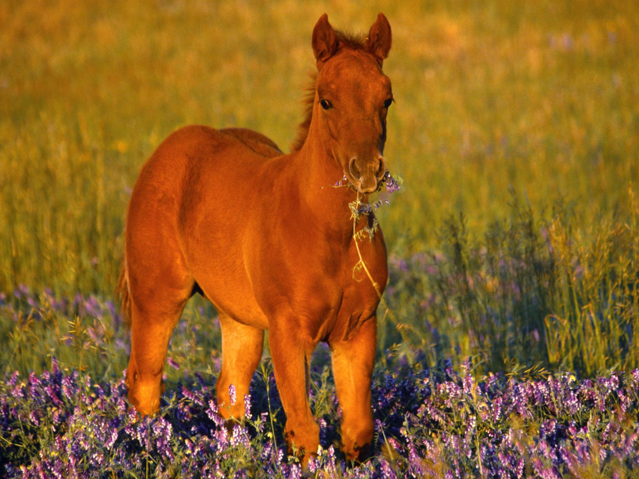 Puledro marrone tra fiori viola, 2100x1575 alta risoluzione, iMac