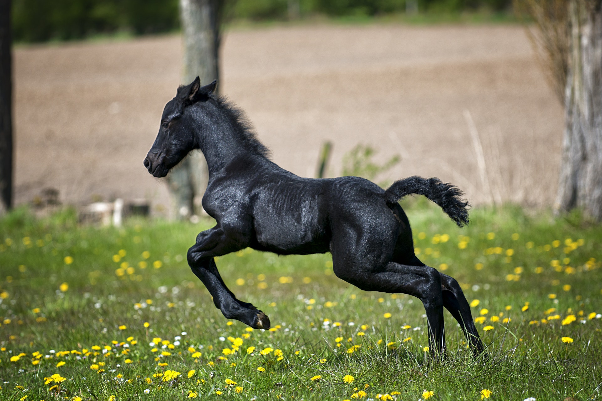 Puledro nero al galoppo, 1920x1281 Full HD+ WUXGA, Laptop