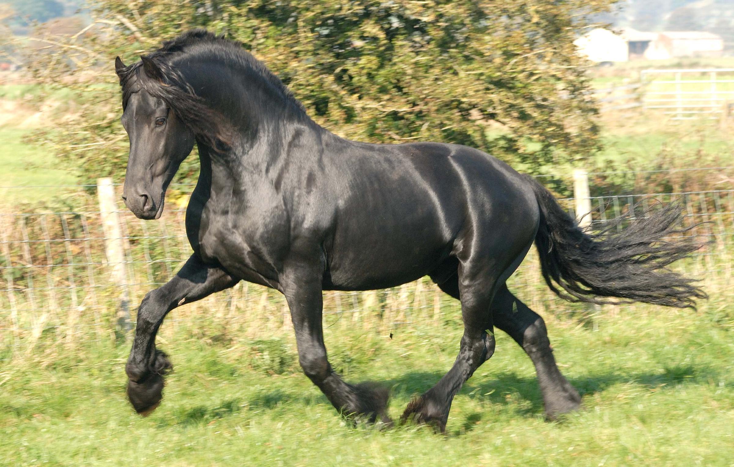 Cavallo Frisone nero al trotto, 2400x1528 Hi-Res, Laptop