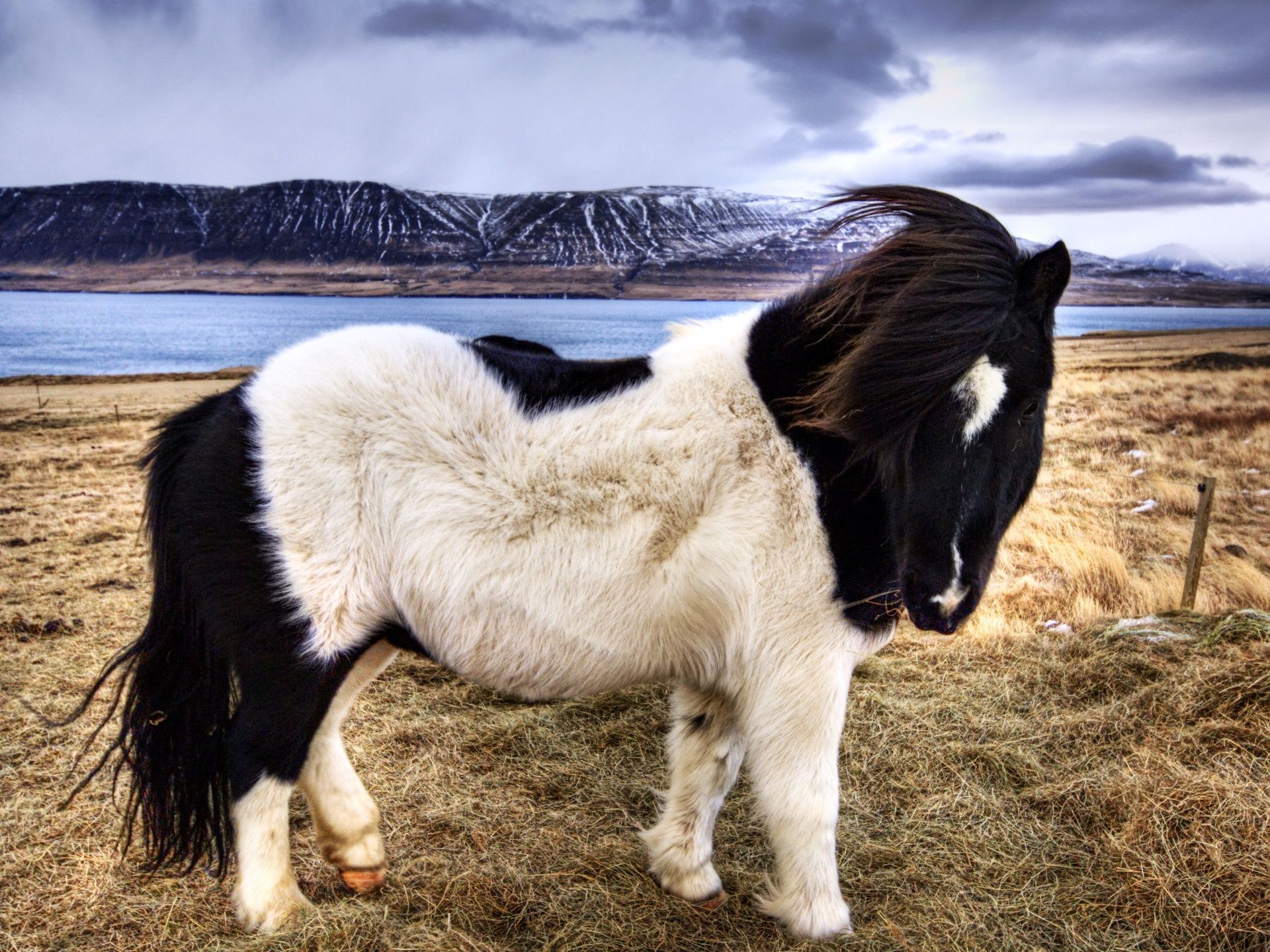 Cavallo islandese bianco nero, 1920x1440 Full HD+ WUXGA, Desktop