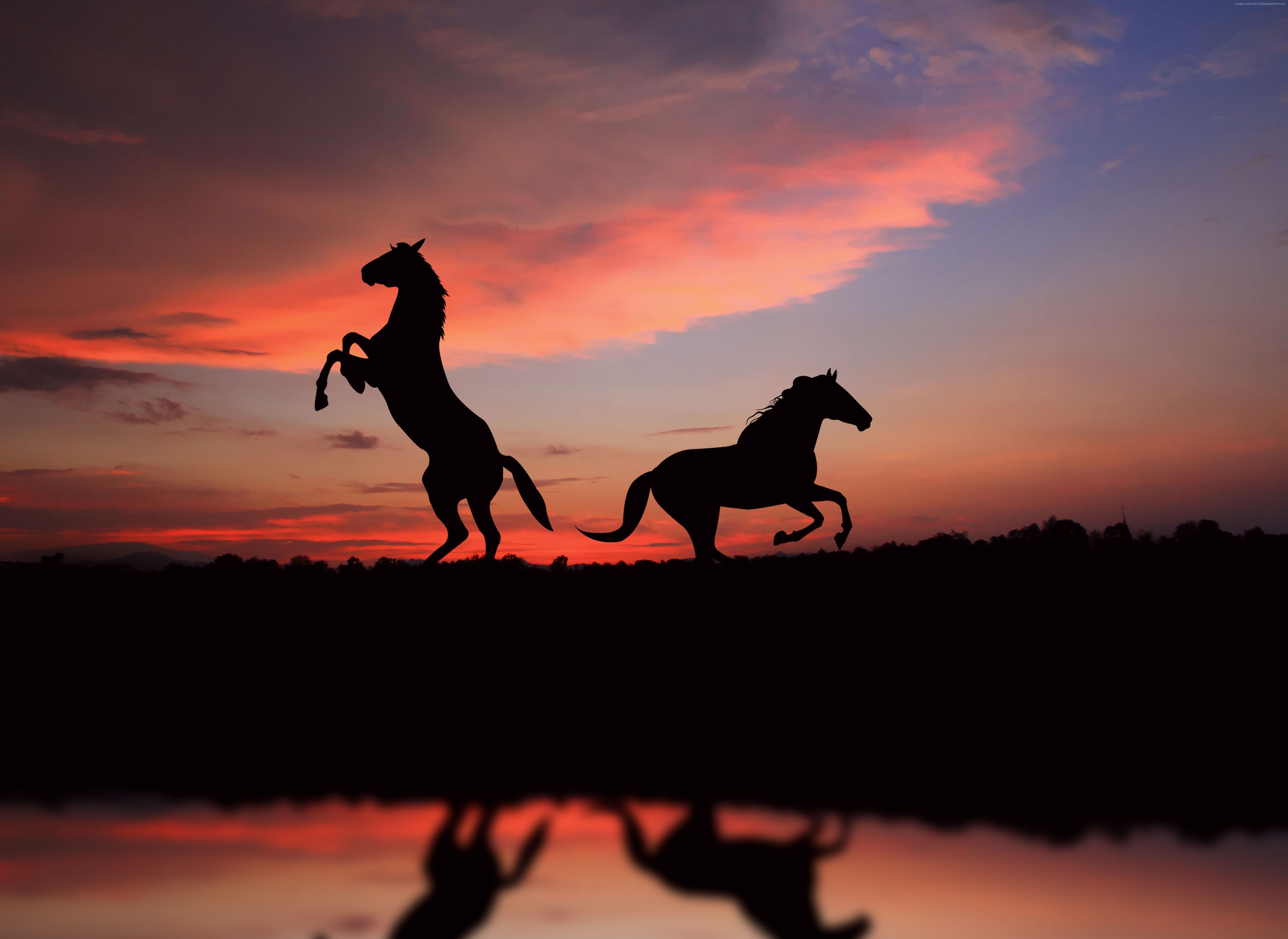 Cavalli in controluce al tramonto, 5912x4311 4K, Desktop 4K