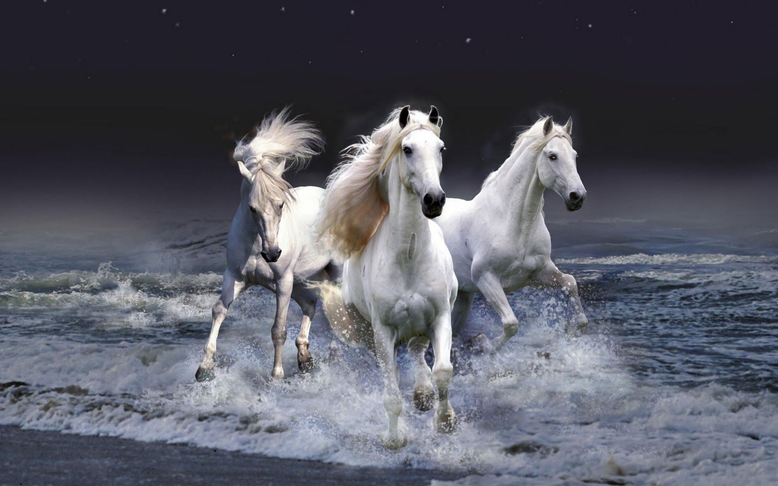 Cavalli bianchi corrono acqua, 1600x1000 HD Ready, Desktop