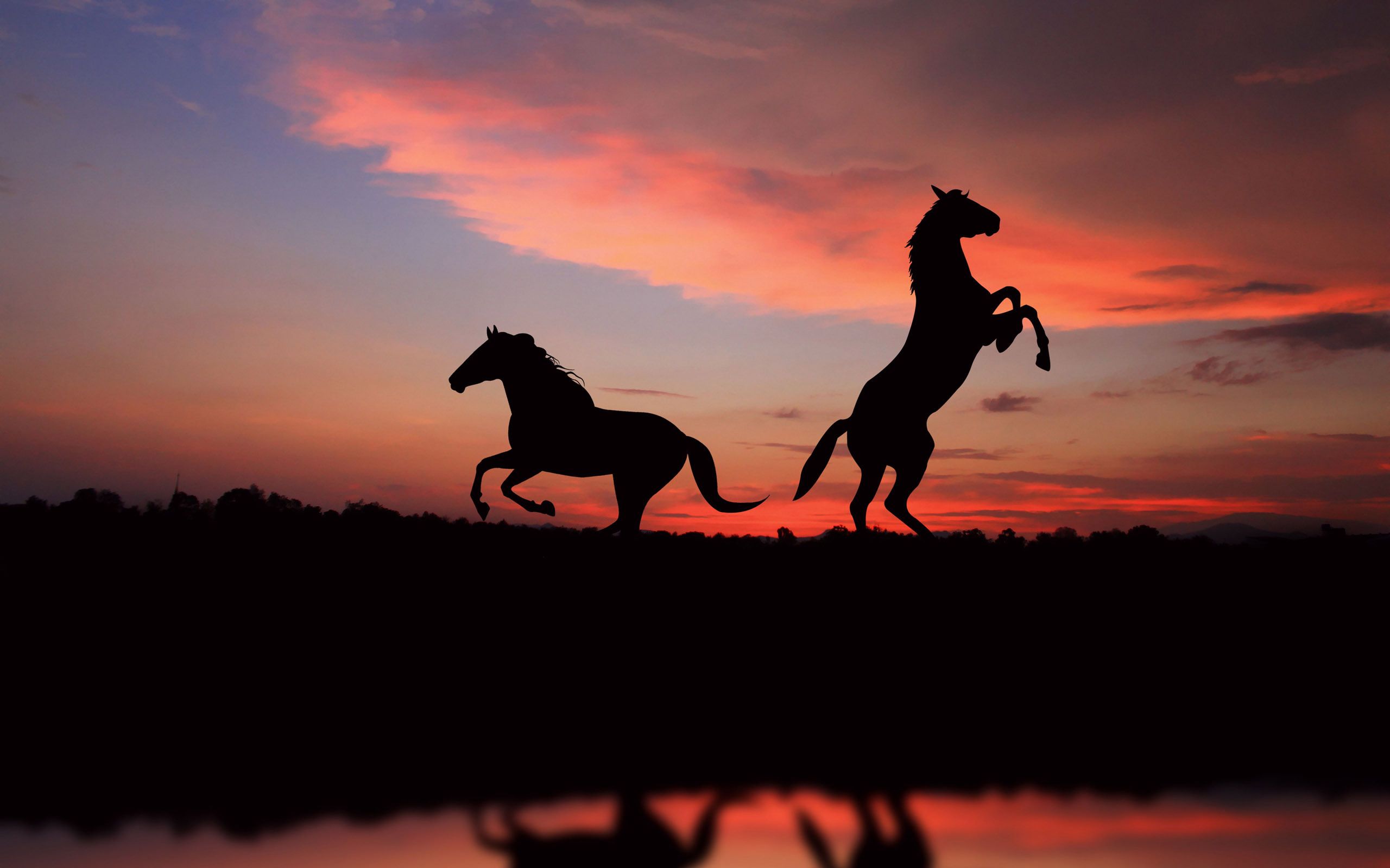 Silhouette cavalli al tramonto, 2560x1600 2K, Desktop