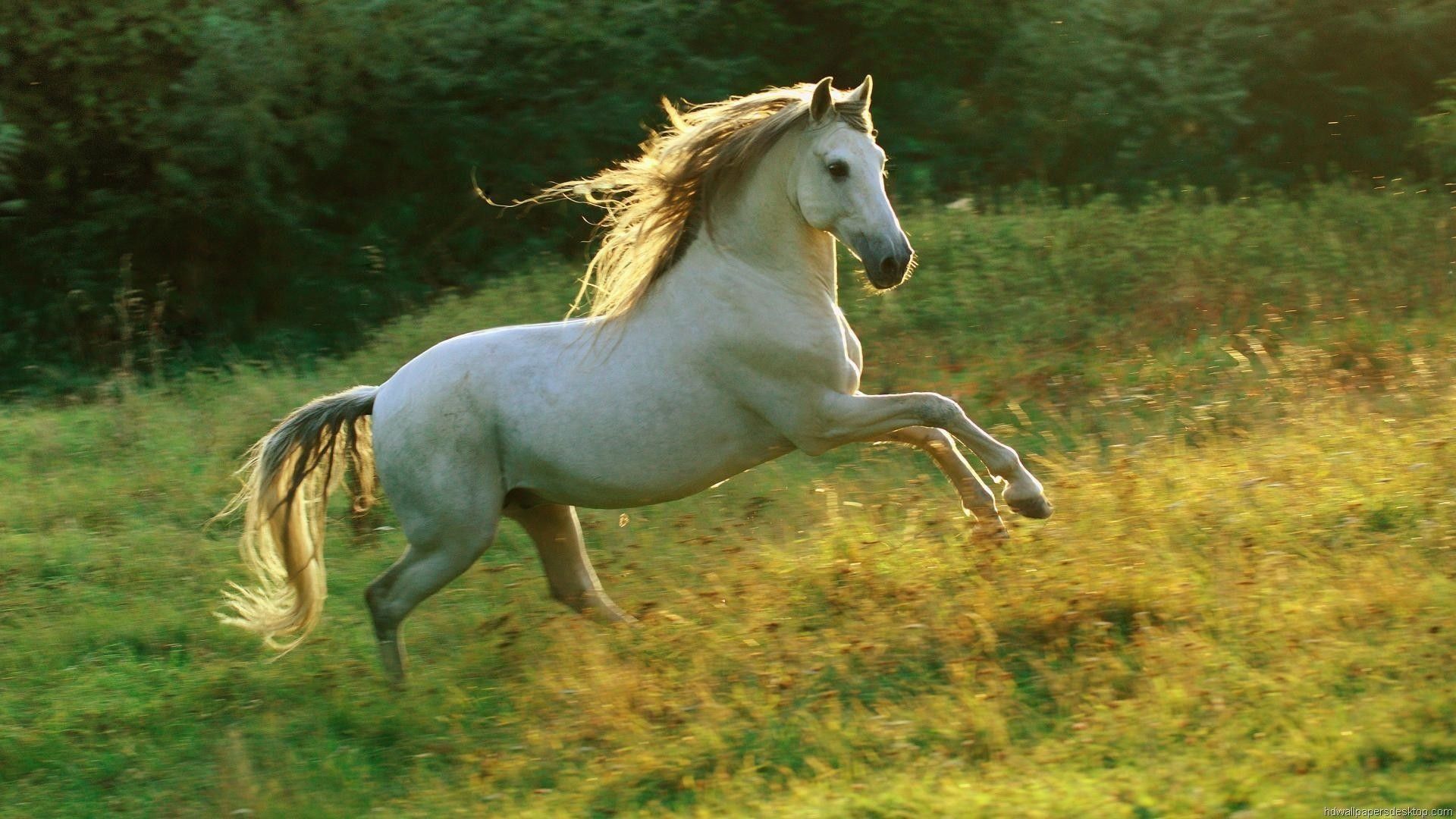 Cavallo bianco al galoppo, 1920x1080 Full HD, PC