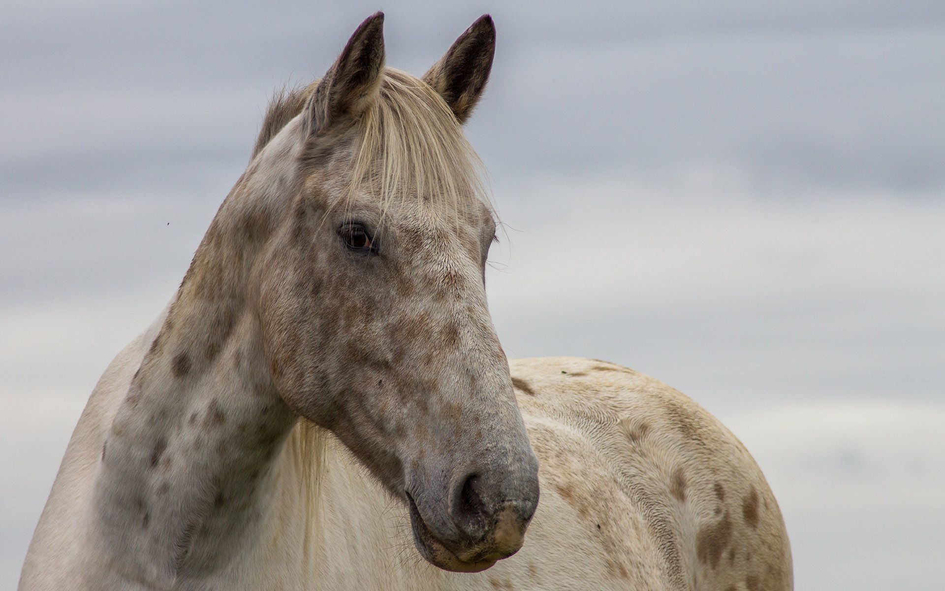 Cavallo bianco maculato ritratto, 1920x1200 WUXGA, Desktop