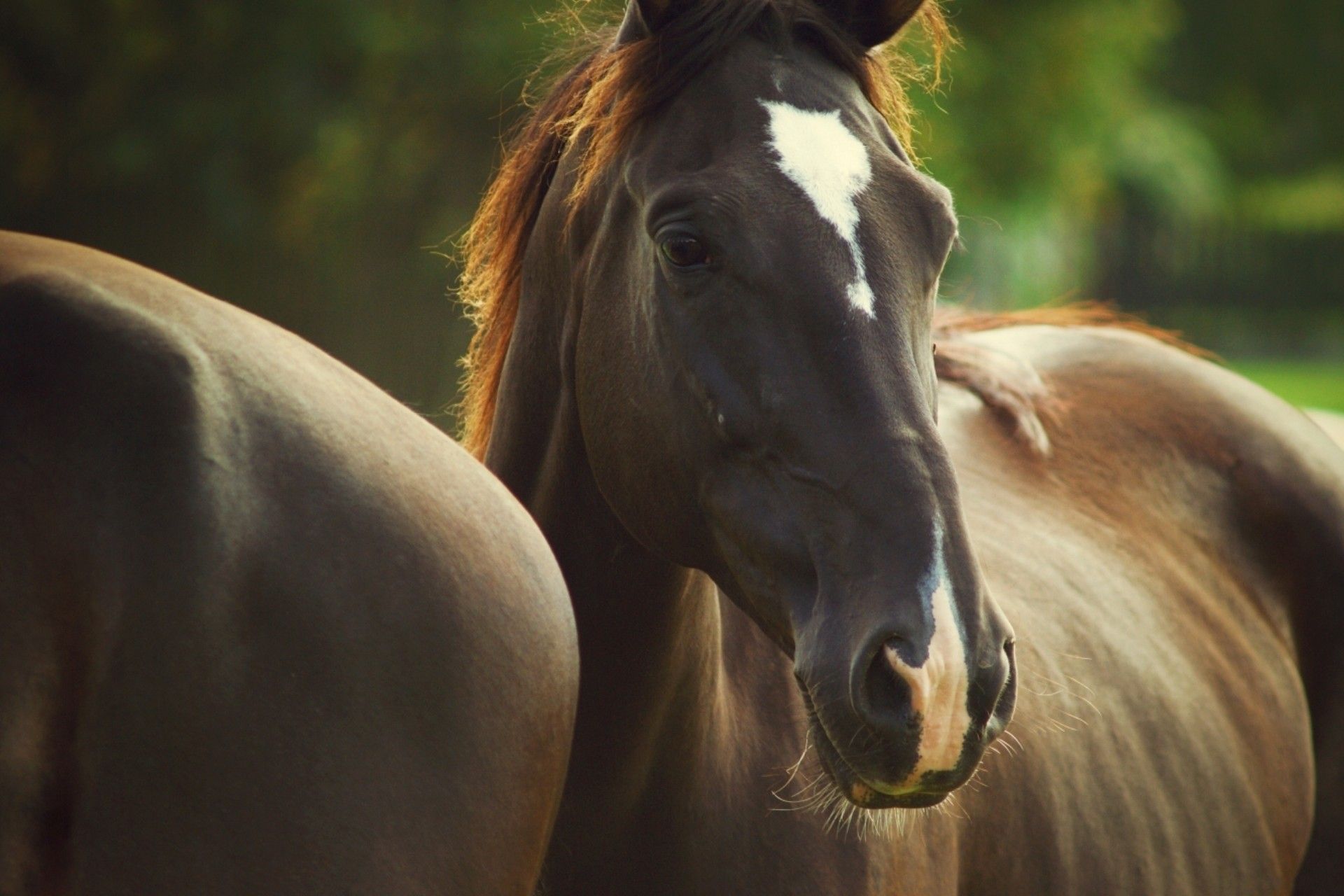 Cavallo marrone con criniera, 1920x1280 Full HD+ WUXGA, iMac