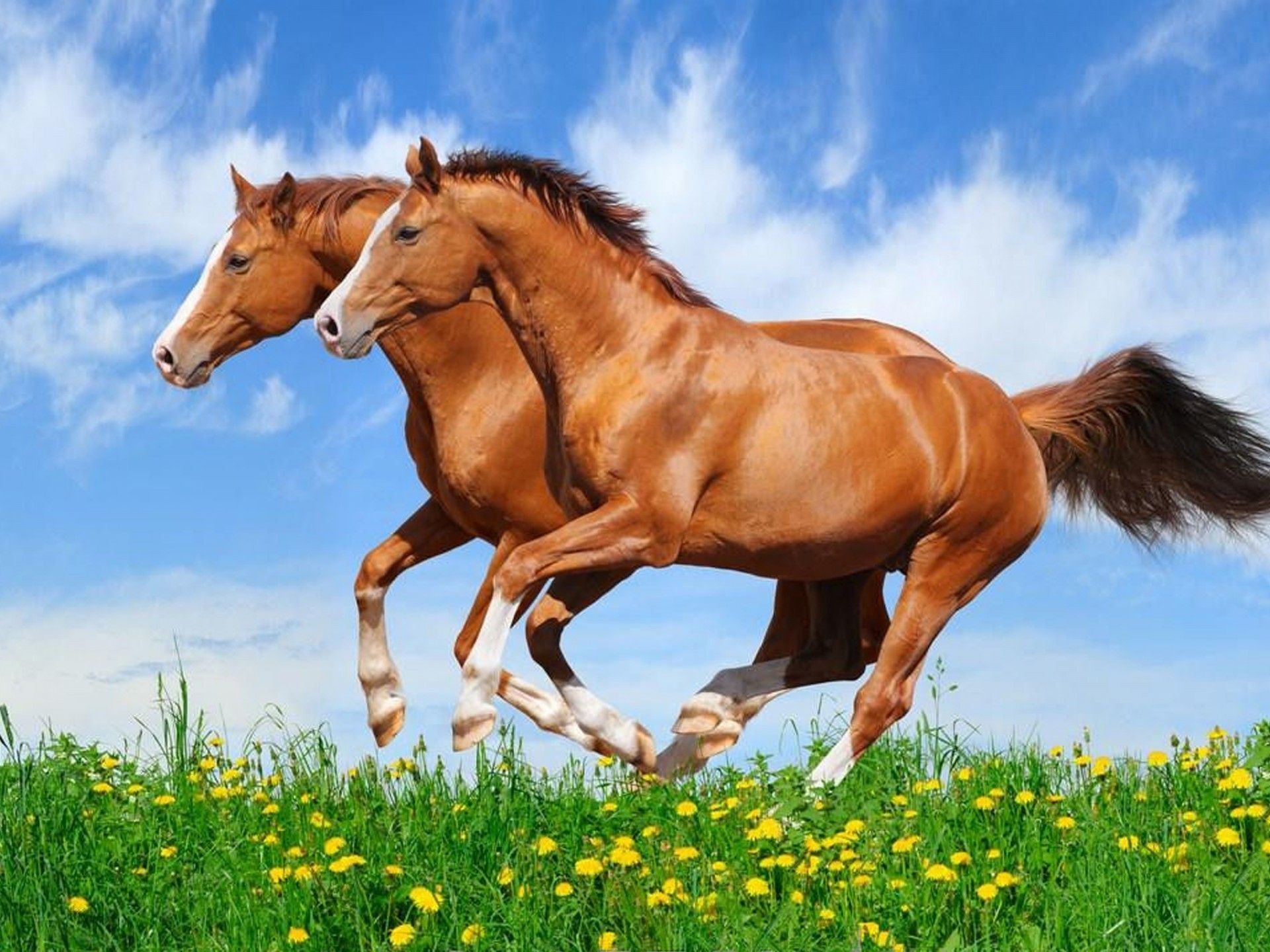 Cavalli marroni al galoppo, 1920x1440 Full HD+ WUXGA, Desktop