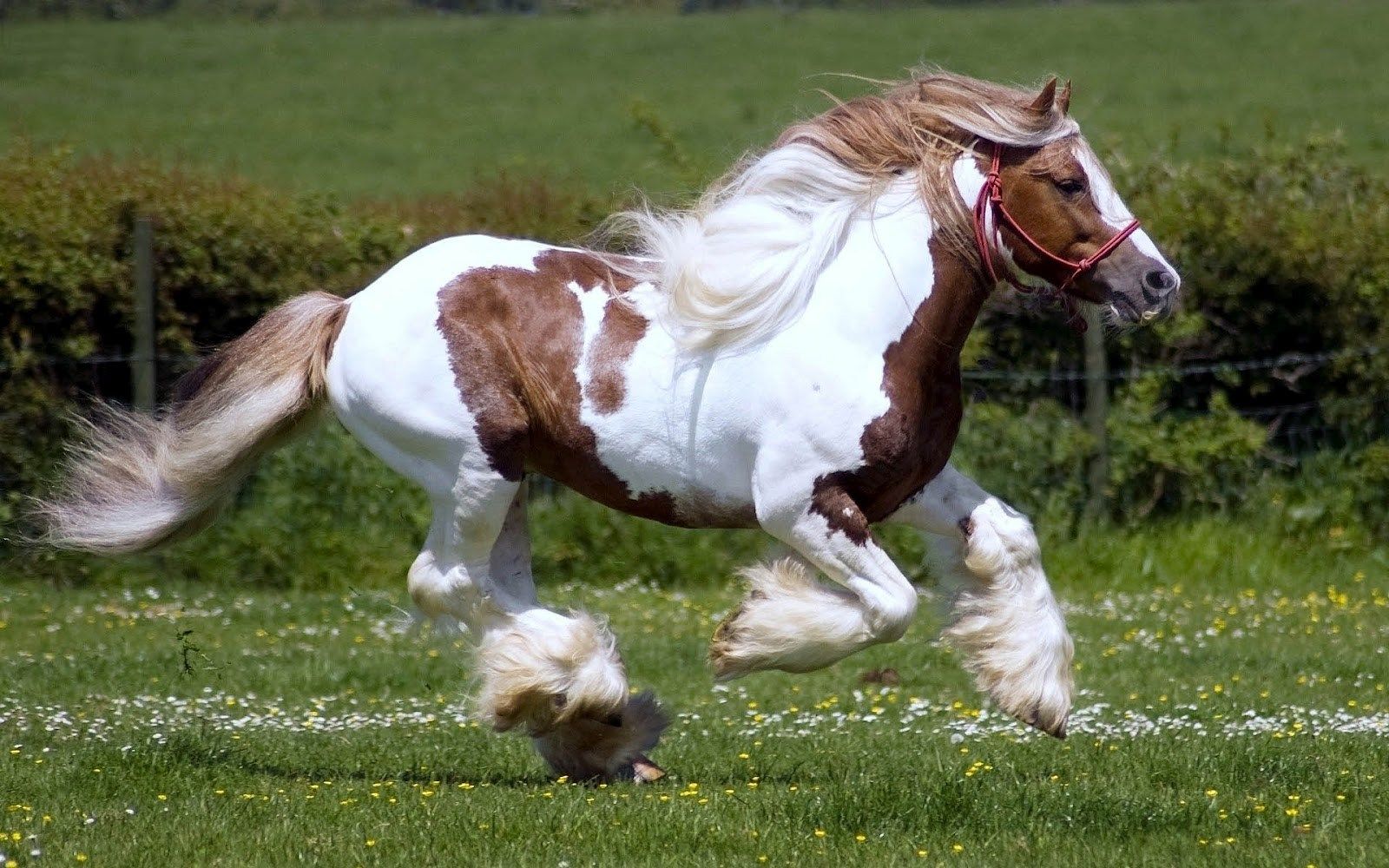 Cavallo Gypsy Vanner al galoppo, 1600x1000 900p, PC