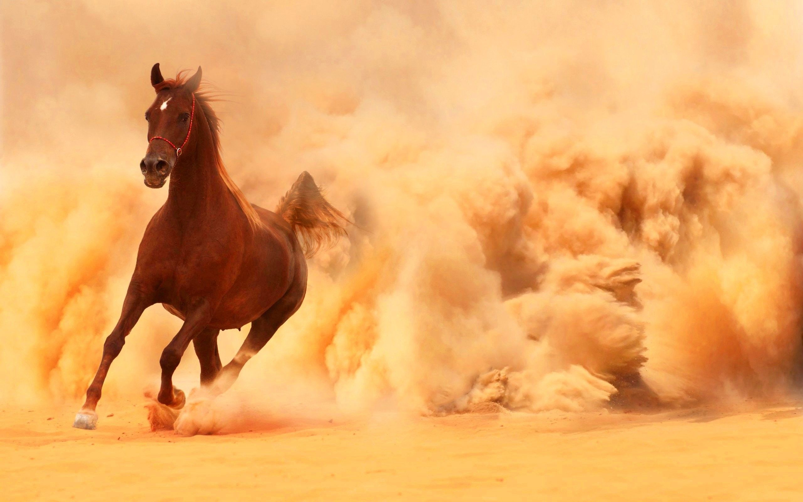 Cavallo marrone corre nella sabbia, 2560x1600 2K+, MacBook Pro
