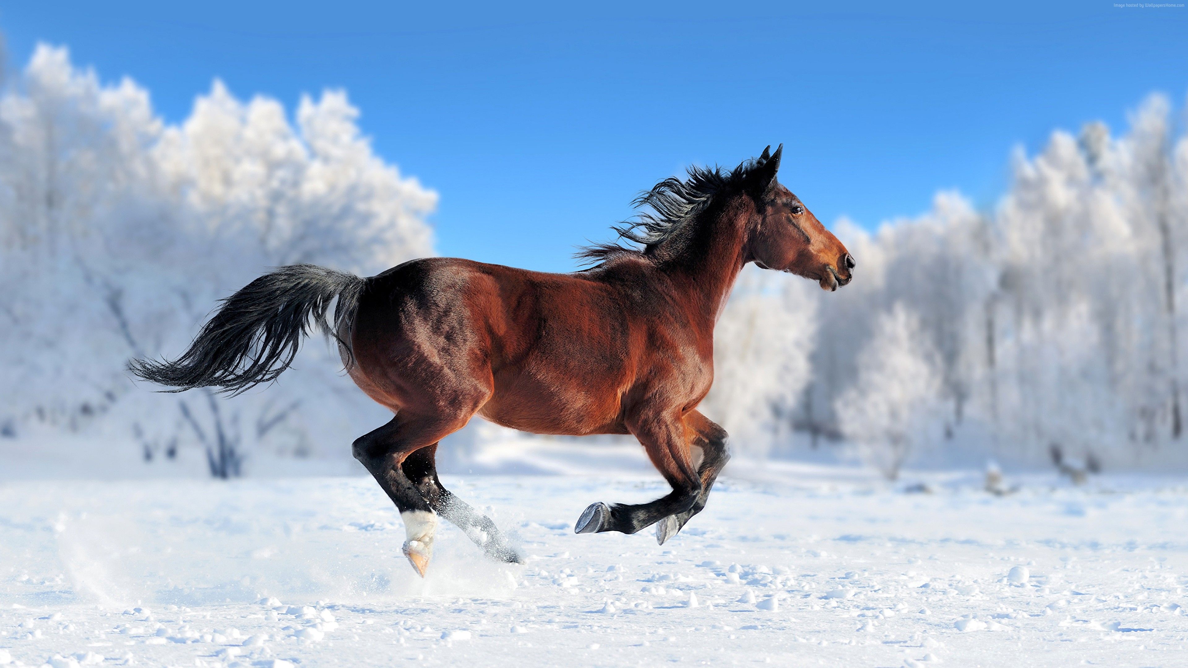 Cavallo baio al galoppo nella neve, 3840x2160 UHD, PC 4K