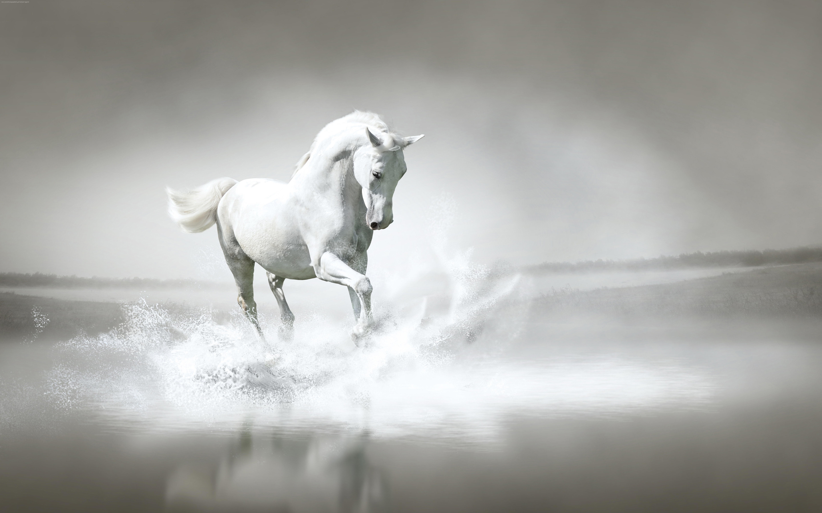 Cavallo bianco corre nell'acqua, 2880x1800 WQXGA, Desktop