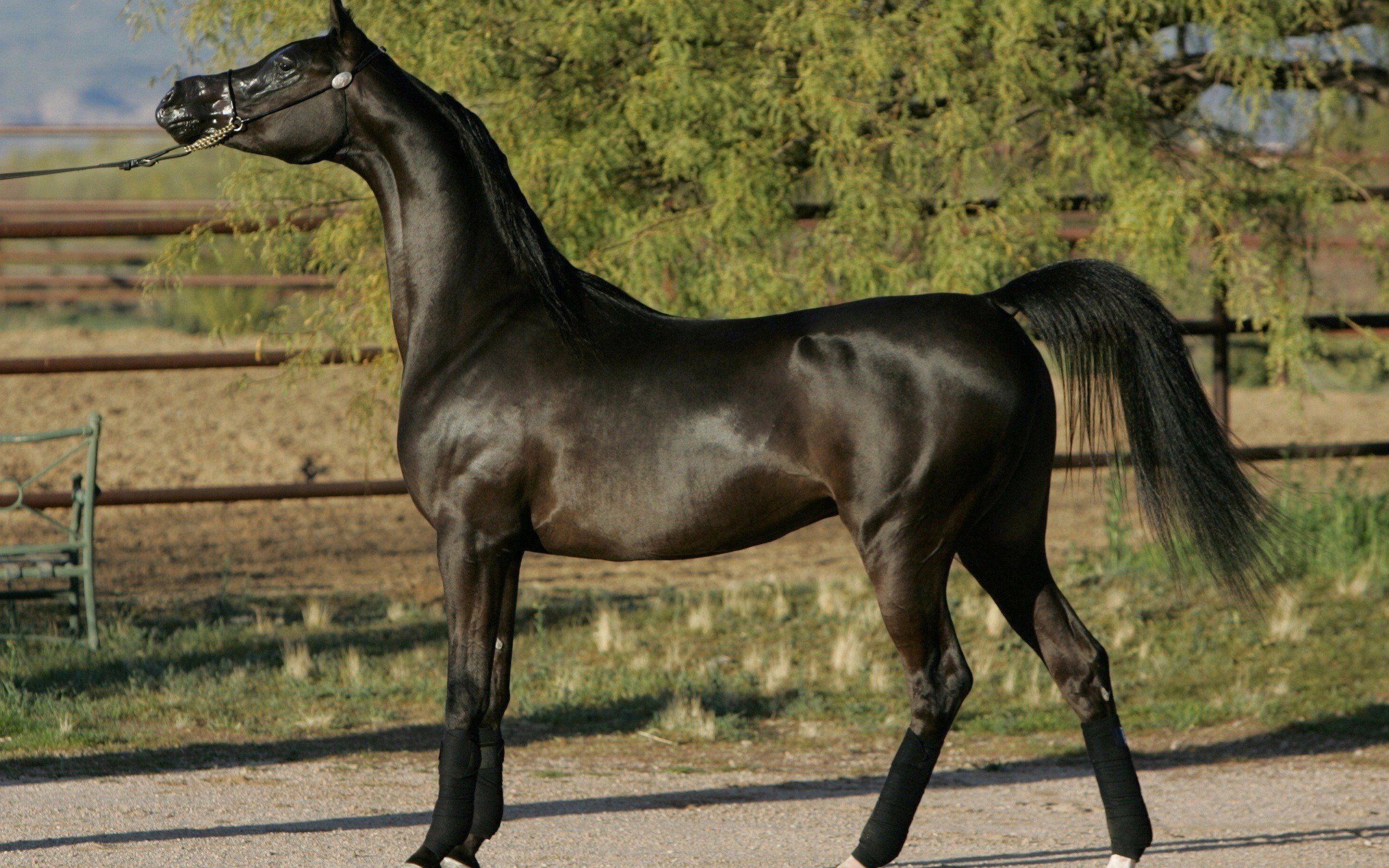 Cavallo nero elegante all'aperto, 2560x1600 2K+, Laptop