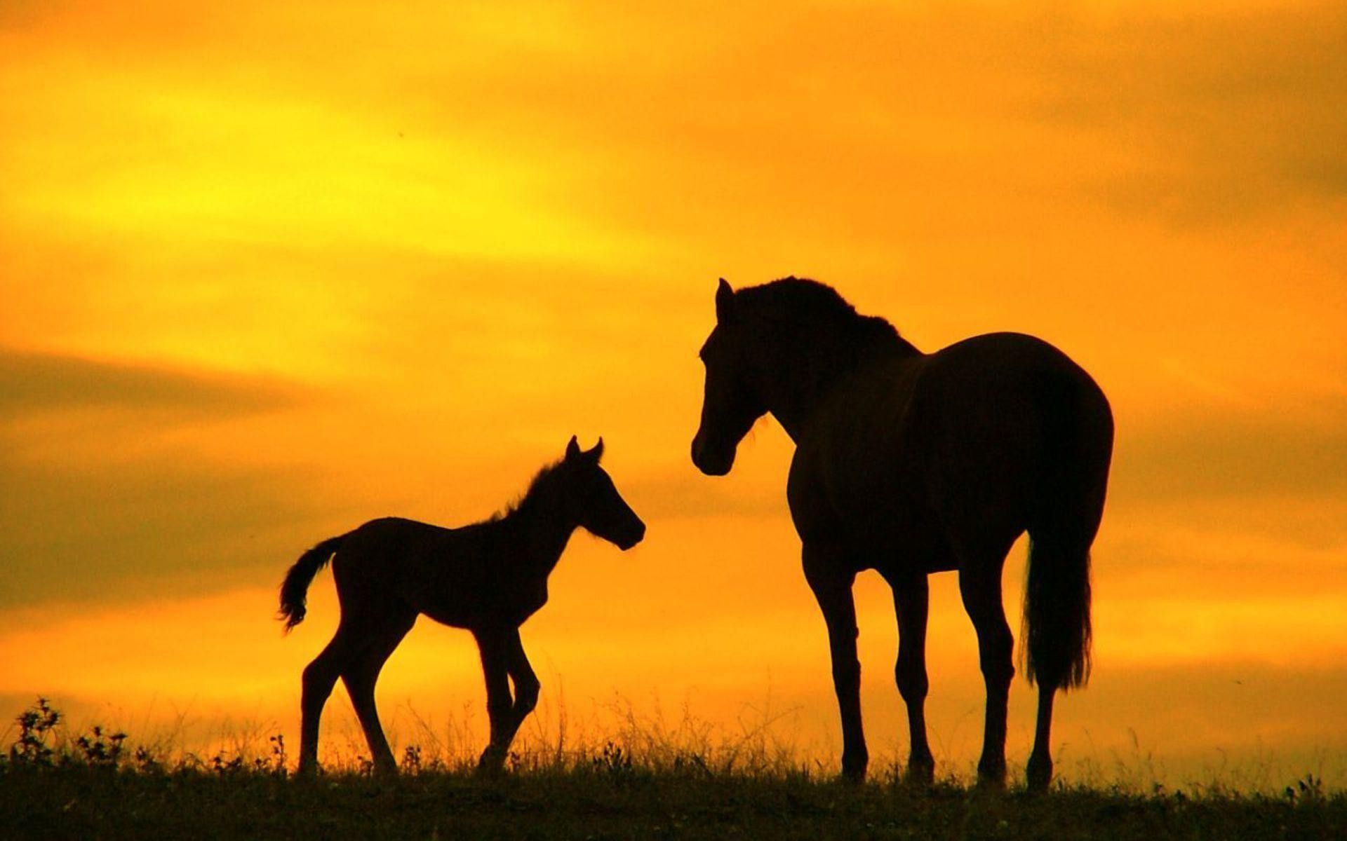 Cavalli sagoma tramonto arancione, 1920x1200 Full HD+ WUXGA, Laptop