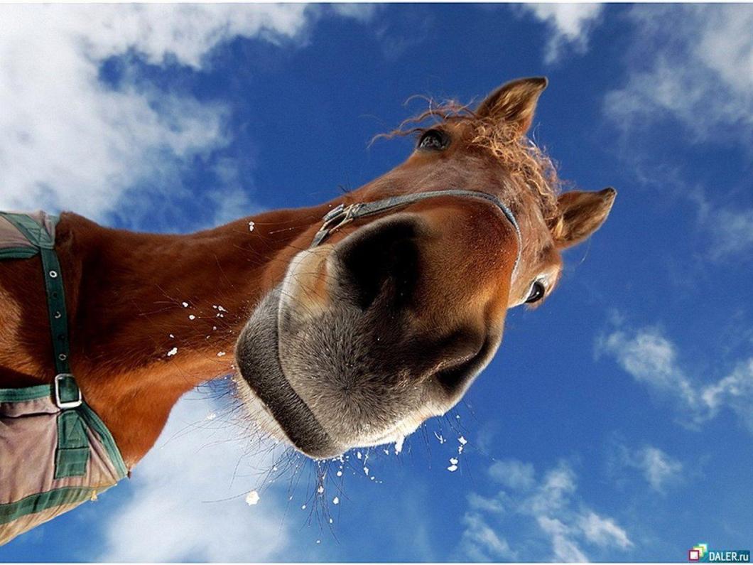 Cavallo marrone primo piano cielo, 1060x795 HD, Desktop