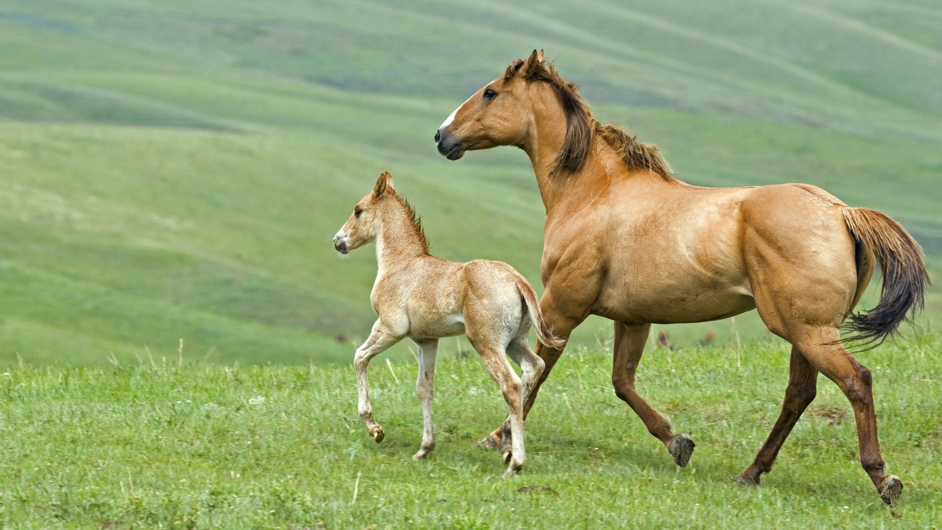 Cavalla con puledro prato, 1920x1080 Full HD, PC Desktop