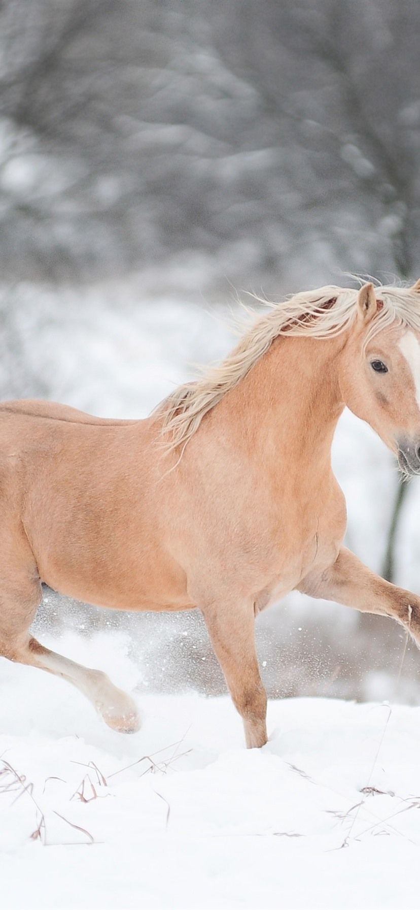 Cavallo palomino nella neve, 828x1792 Verticale, Mobile