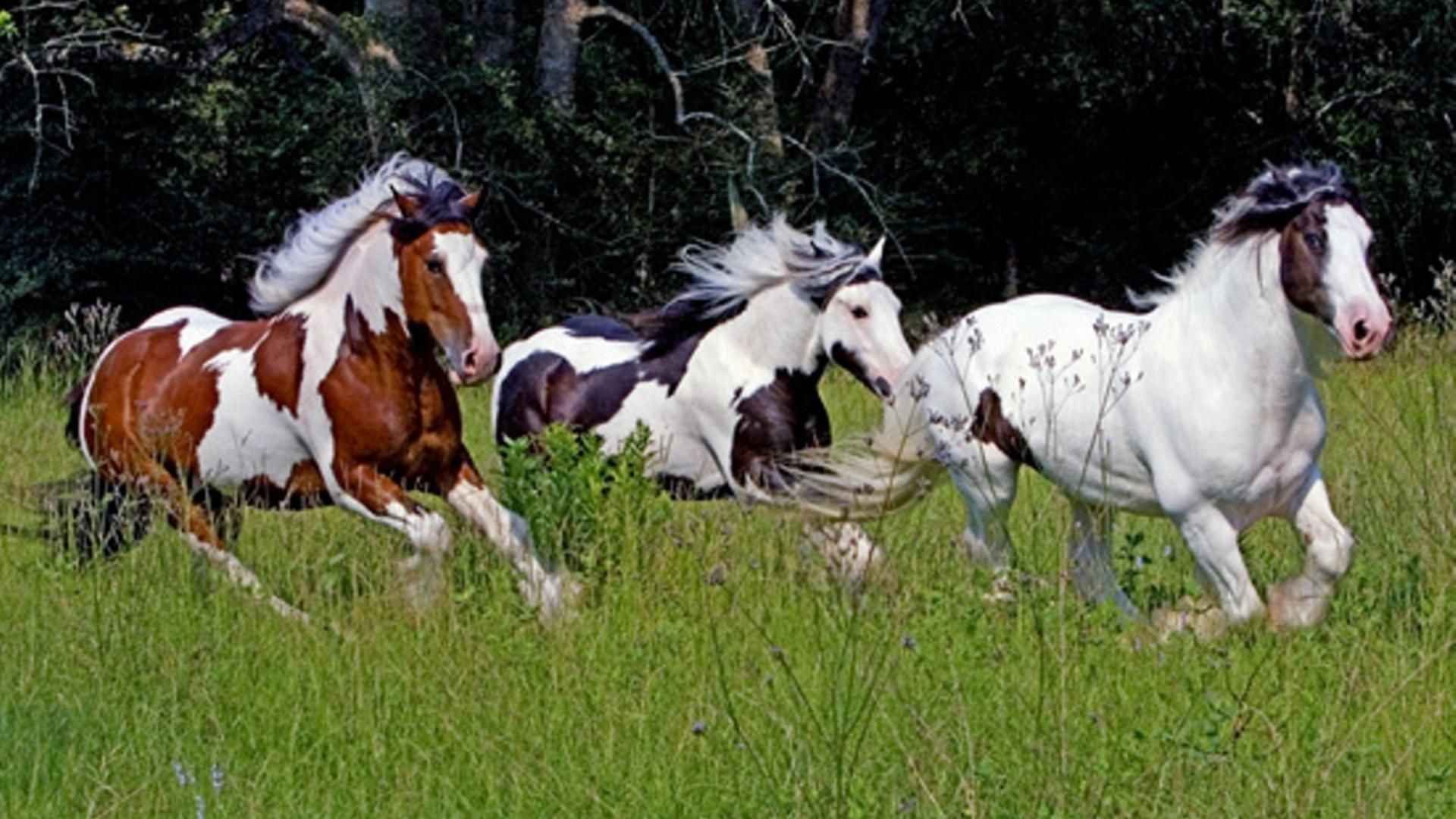 Cavalli al galoppo nel prato, 1920x1080 Full HD 1080p, Laptop