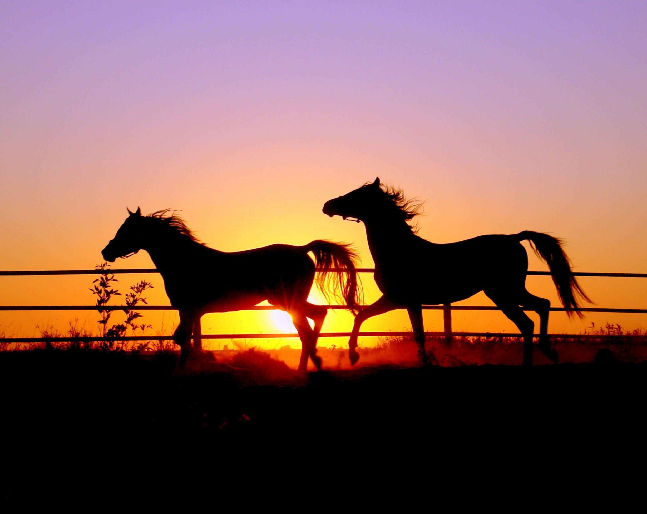 Cavalli sagome tramonto, 2457x1954 2K, PC