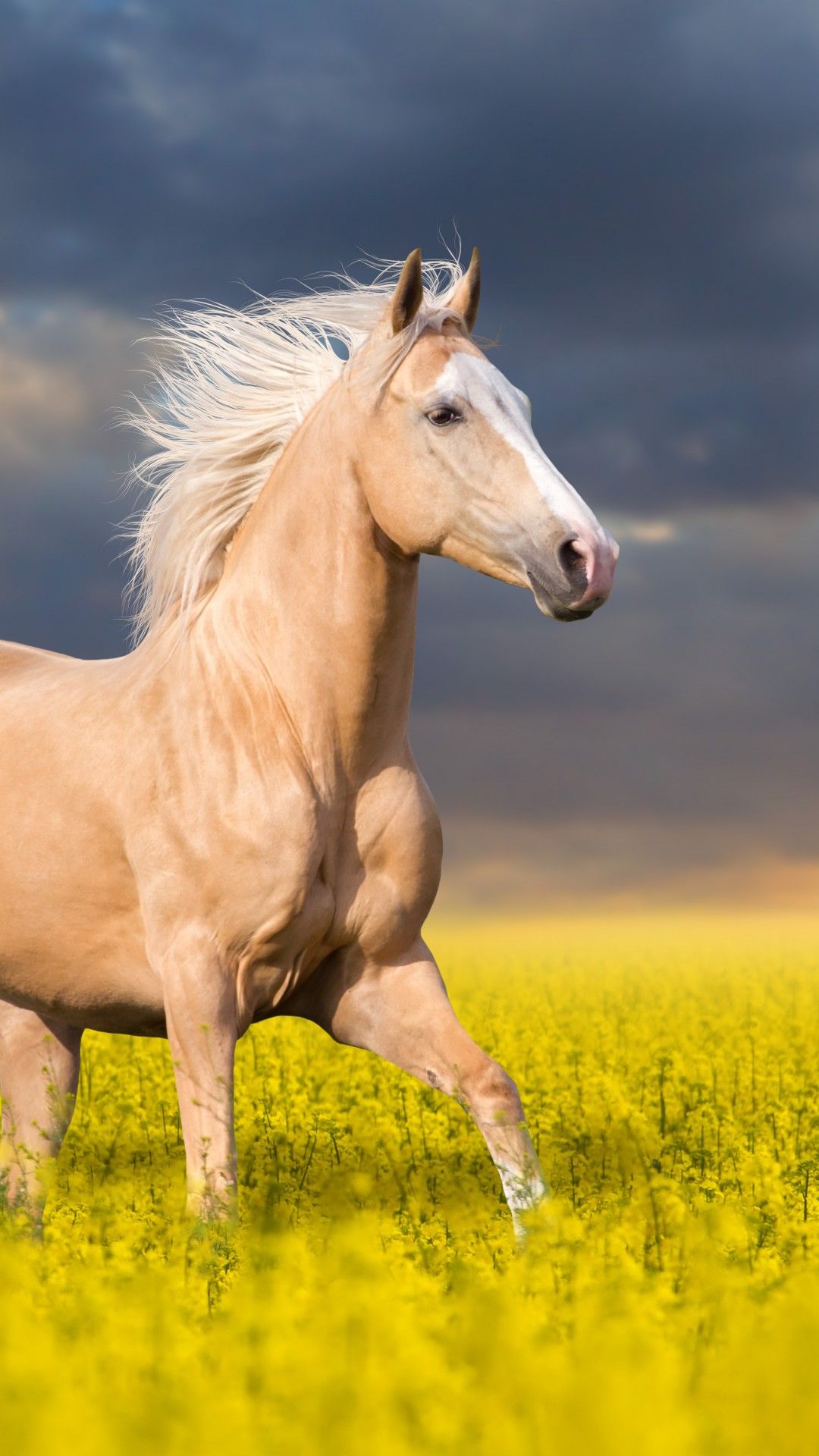 Cavallo palomino in campo giallo, 1080x1920 Verticale, Telefono