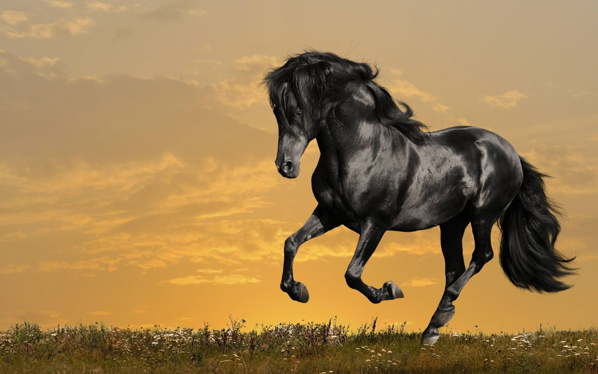 Cavallo nero al galoppo, 1920x1200 WUXGA, PC