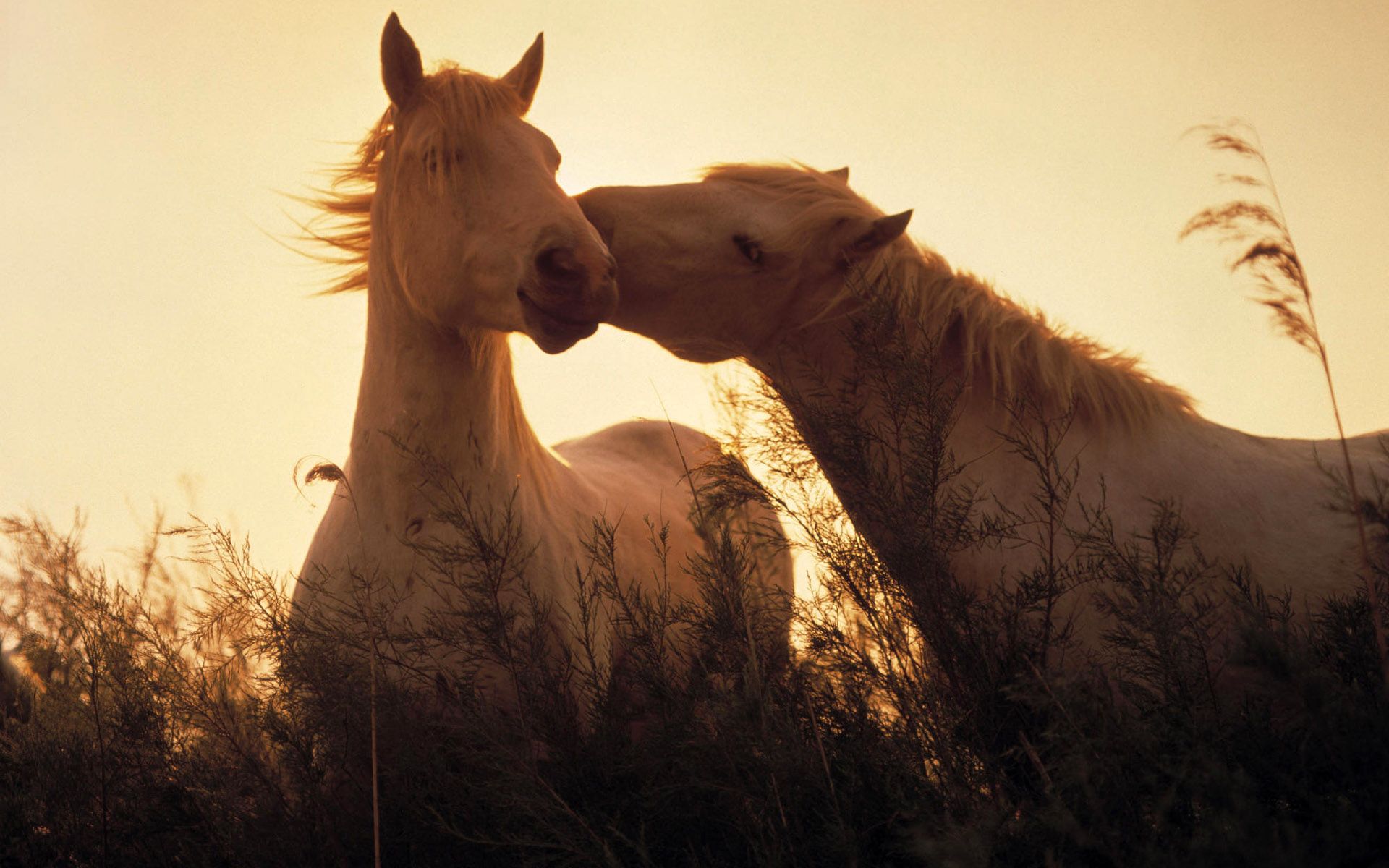 Cavalli bianchi al tramonto, 1920x1200 WUXGA, PC Desktop