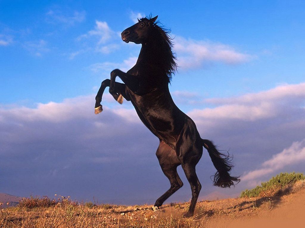 Cavallo nero impennato, 1024x768 HD, PC Desktop