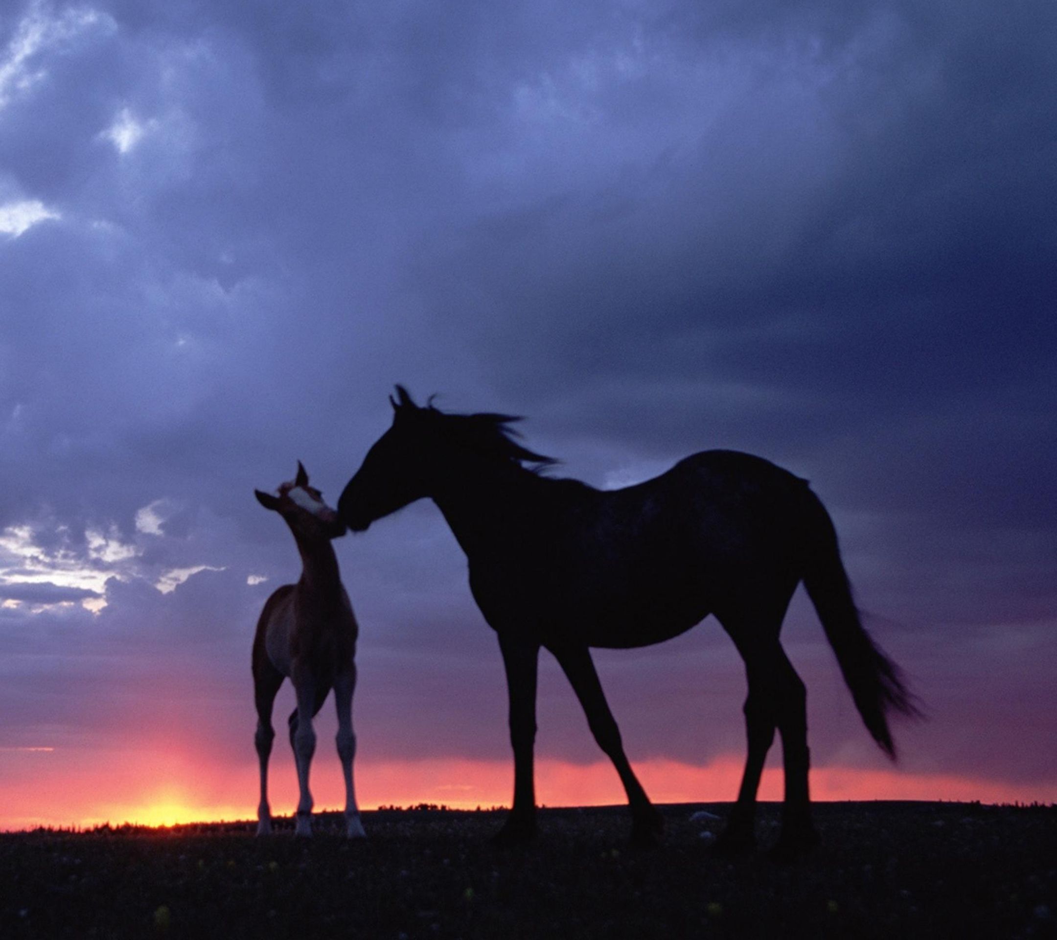Cavalli sagoma tramonto viola, 2160x1920 2K, PC Desktop