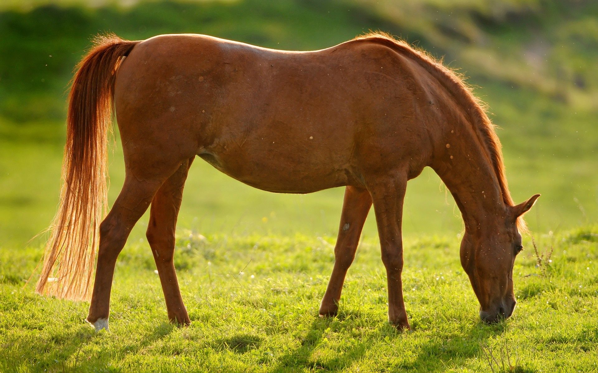 Cavallo marrone al pascolo, 1920x1200 Full HD+, Laptop