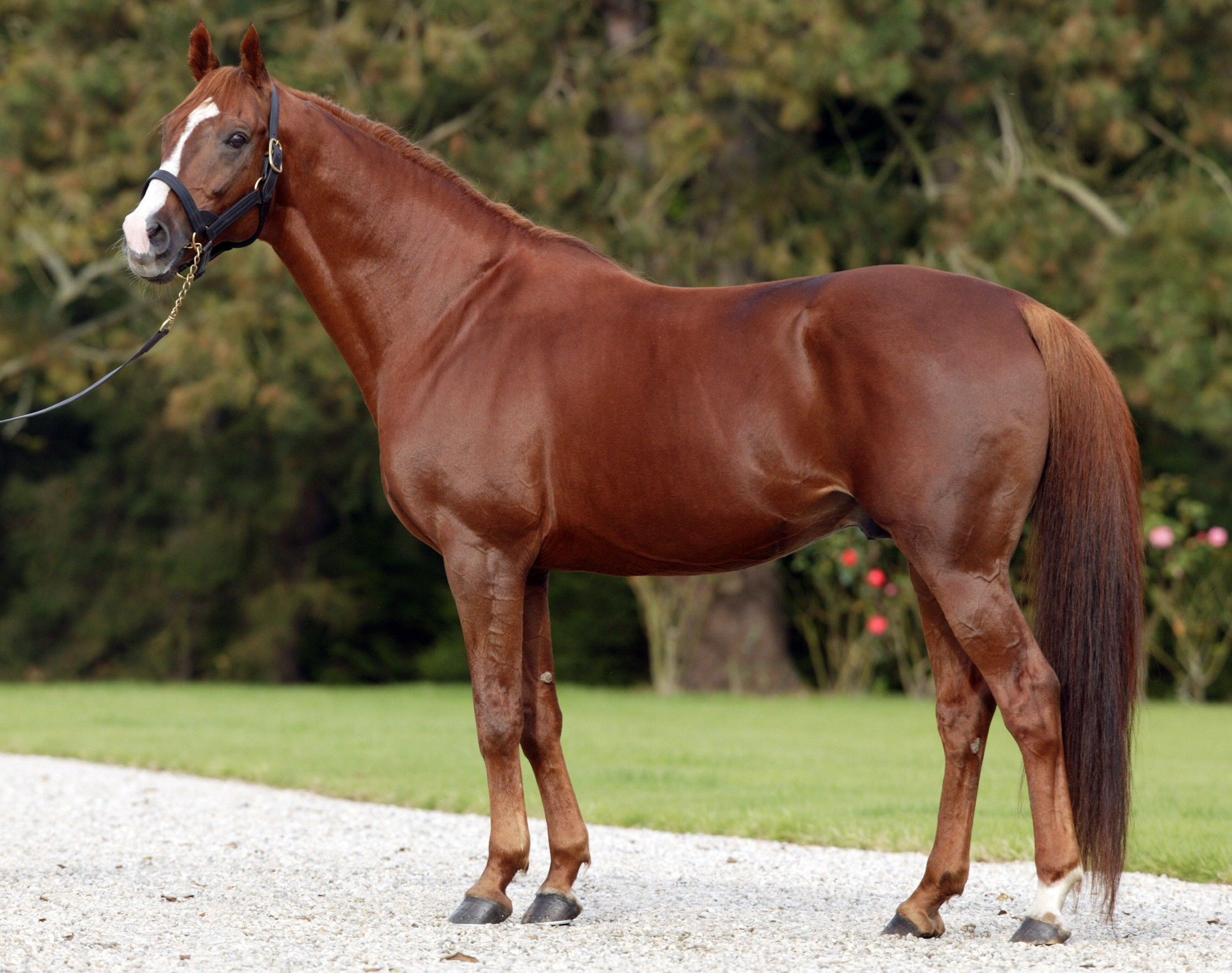Cavallo Quarter Horse marrone, 2244x1772 Hi-Res, Desktop