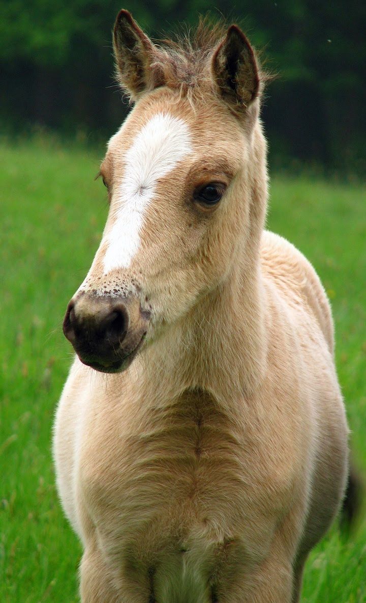 Puledro cavallo su prato verde, 720x1184 Full HD Verticale, iPhone