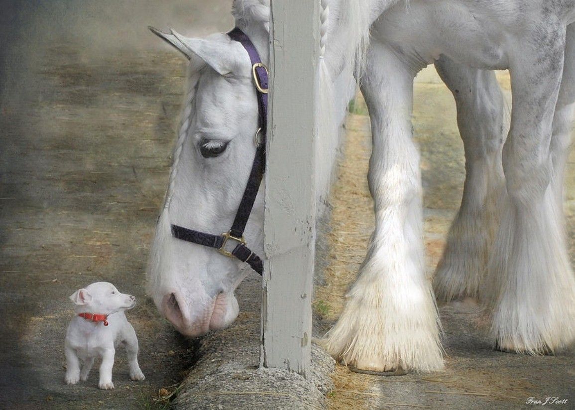 Cavallo bianco e cucciolo, 1155x824 HD, Desktop