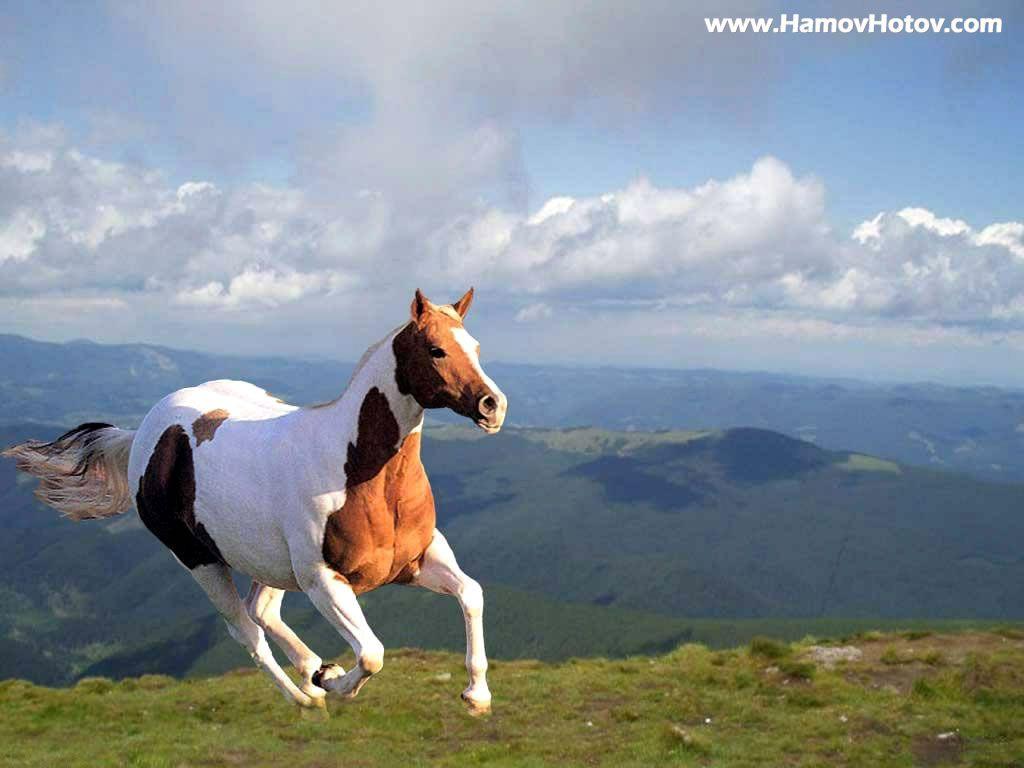 Cavallo pezzato al galoppo, montagne, 1024x768 HD, Desktop