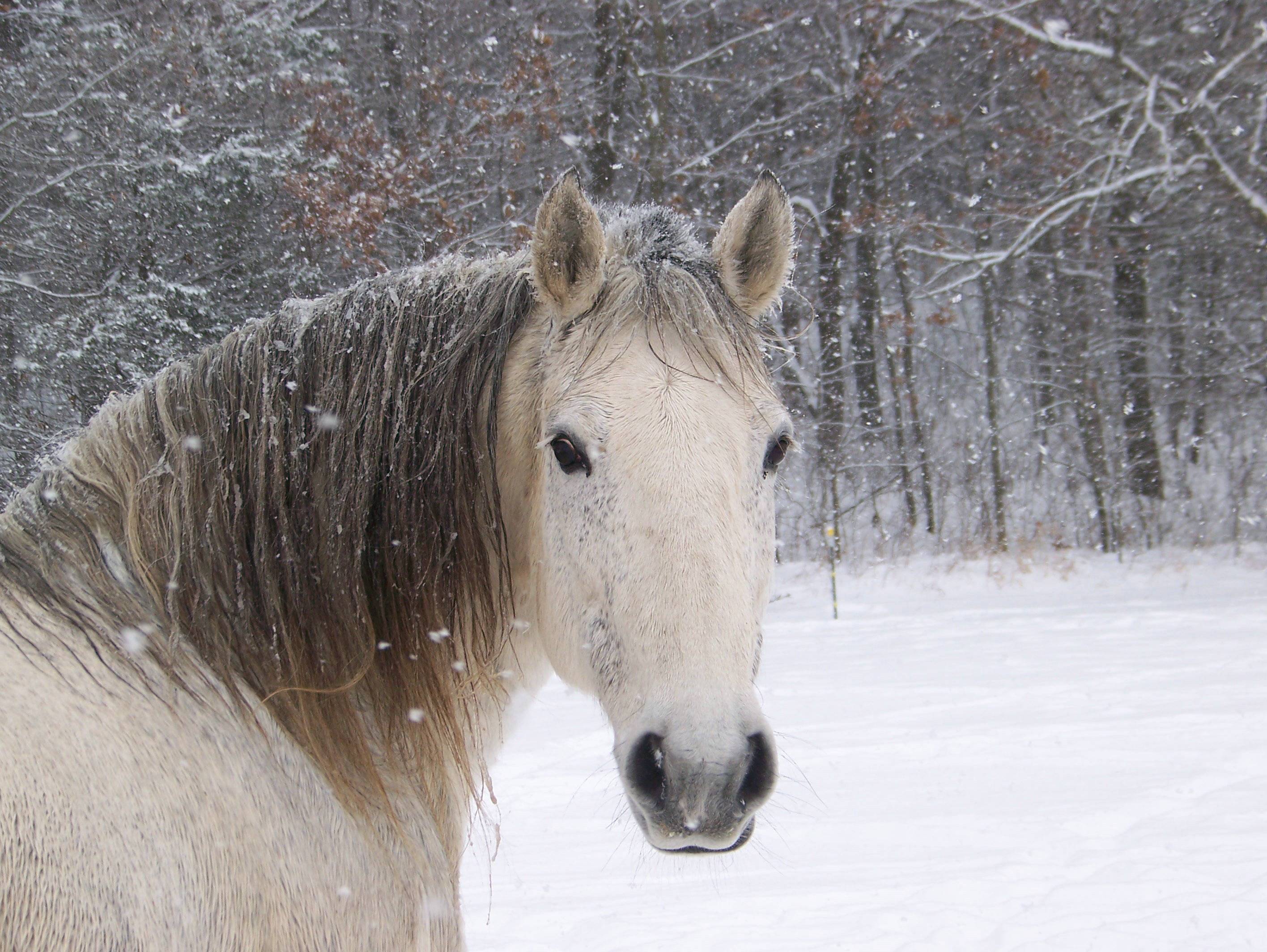 Cavallo bianco nella neve, 2832x2128 WQXGA, Monitor Gaming