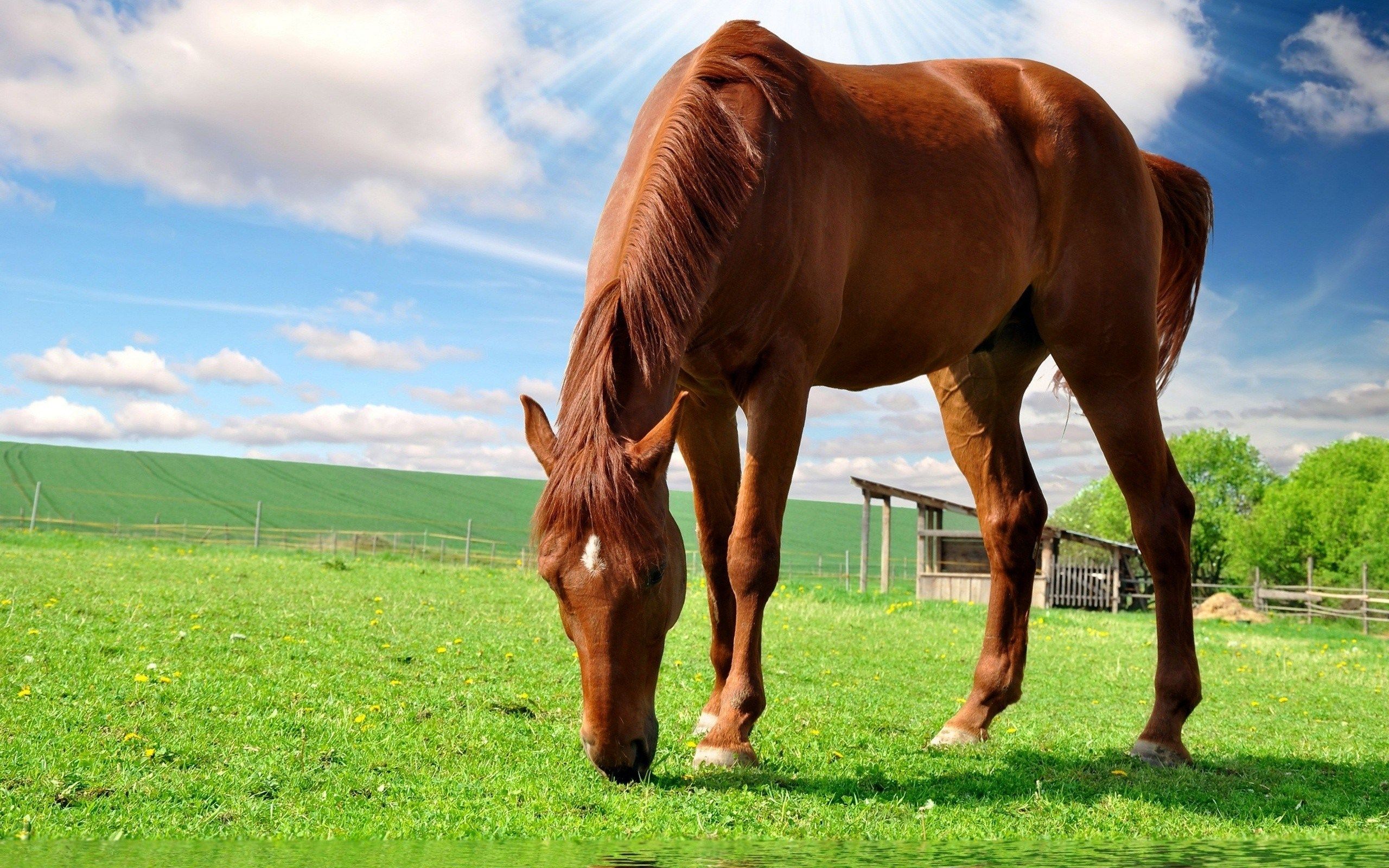 Cavallo marrone al pascolo, 2560x1600 2K+, Desktop